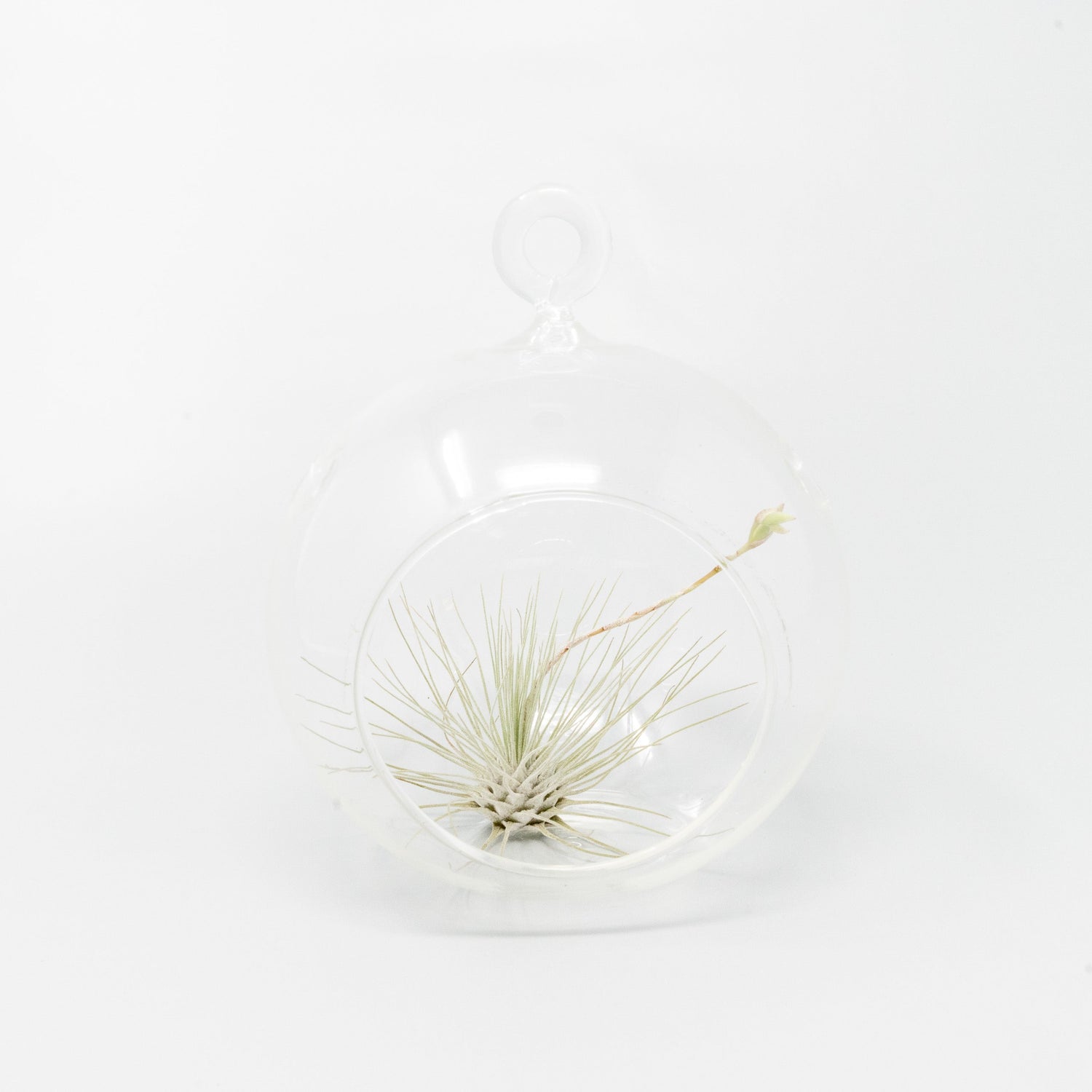 Minimalist Terrarium in a Glass Globe with Flat Bottom - Choose Your Custom Tillandsia Air Plant