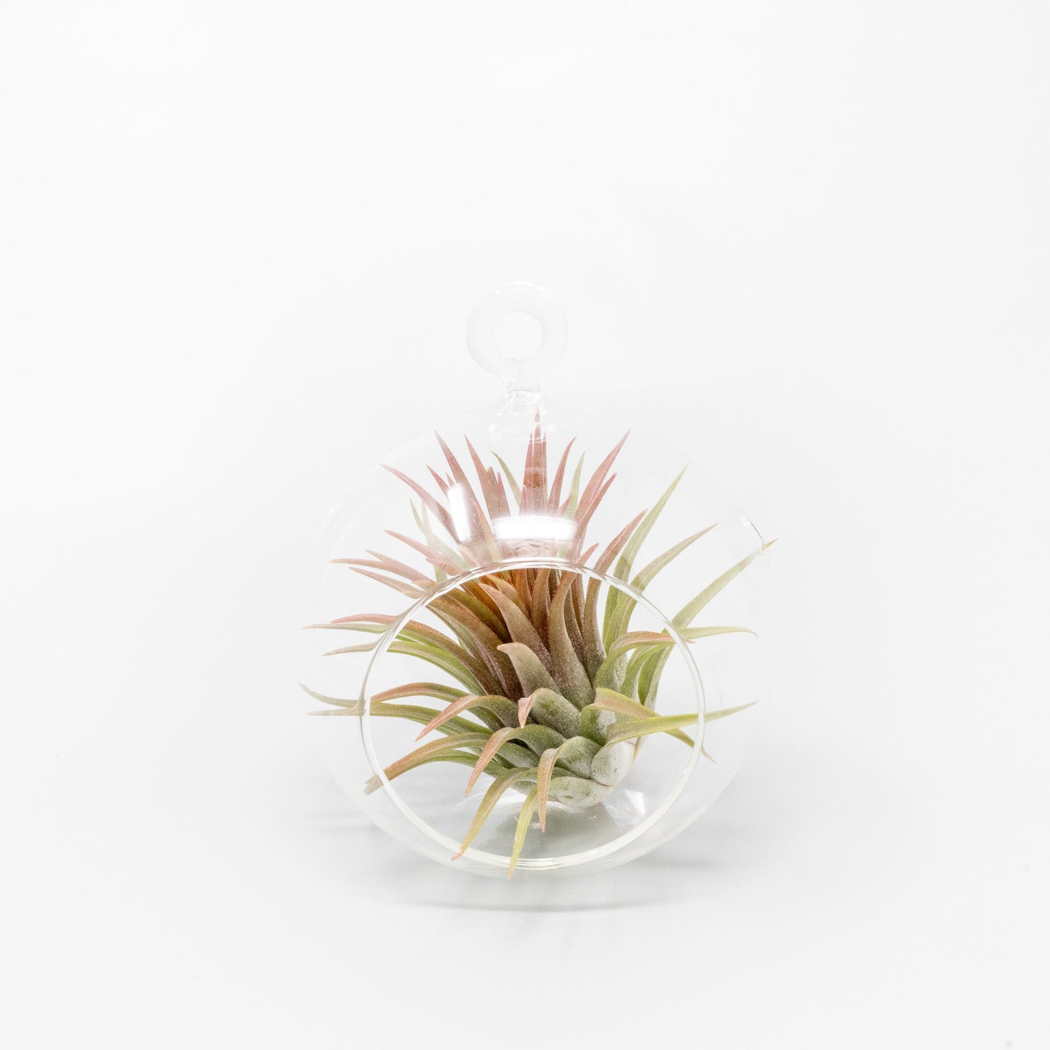 Minimalist Terrarium in a Glass Globe with Flat Bottom - Choose Your Custom Tillandsia Air Plant