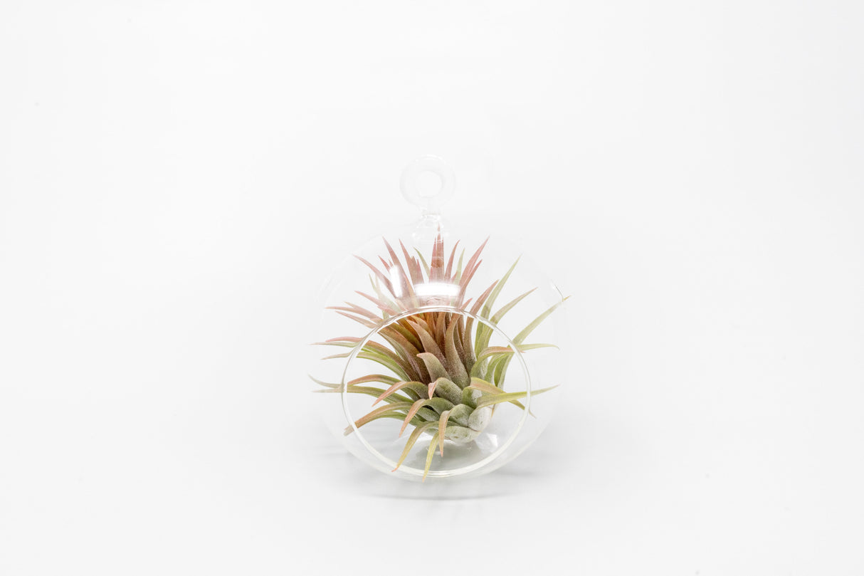 Minimalist Terrarium in a Glass Globe with Flat Bottom - Choose Your Custom Tillandsia Air Plant