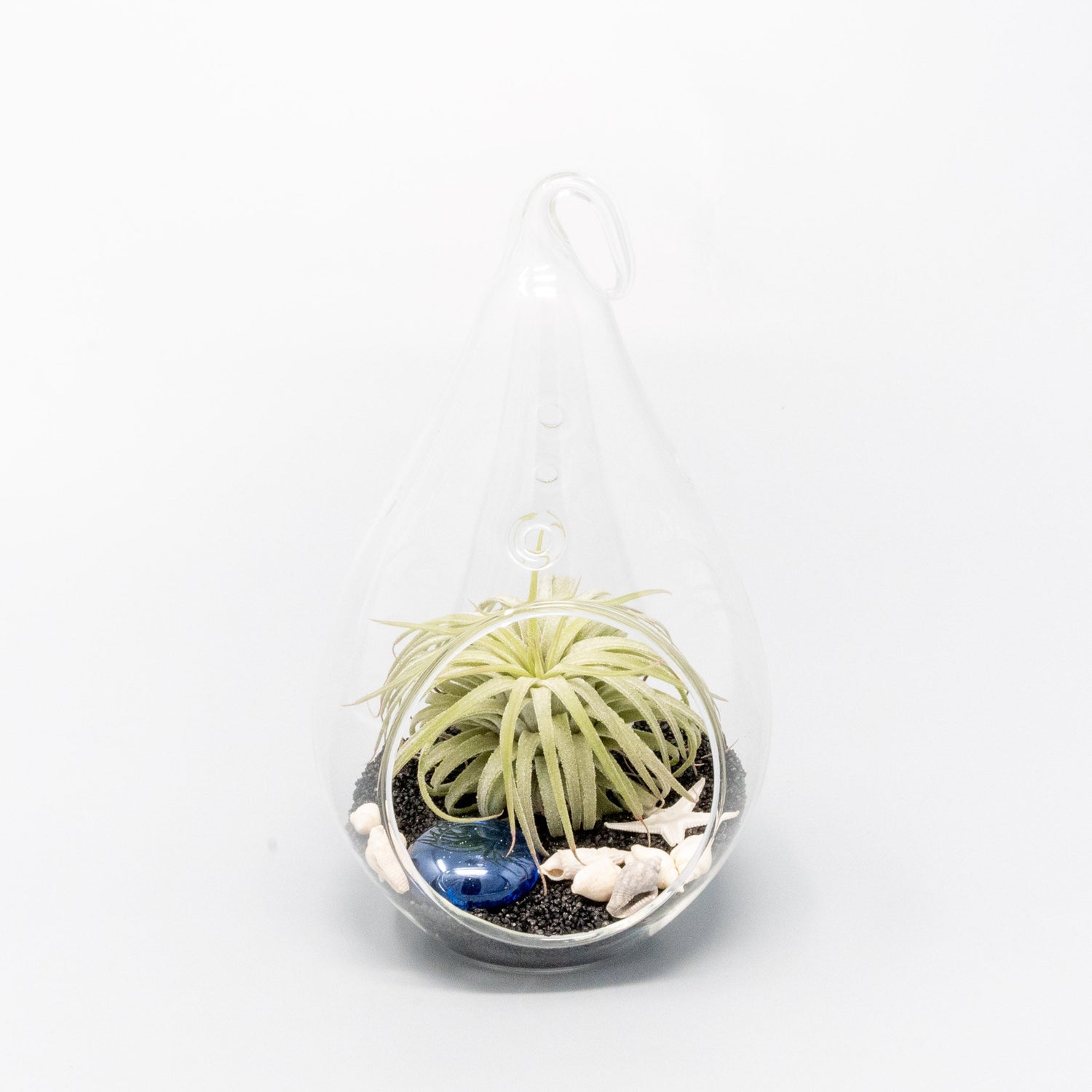 Teardrop Beach Terrariums with Black Sand