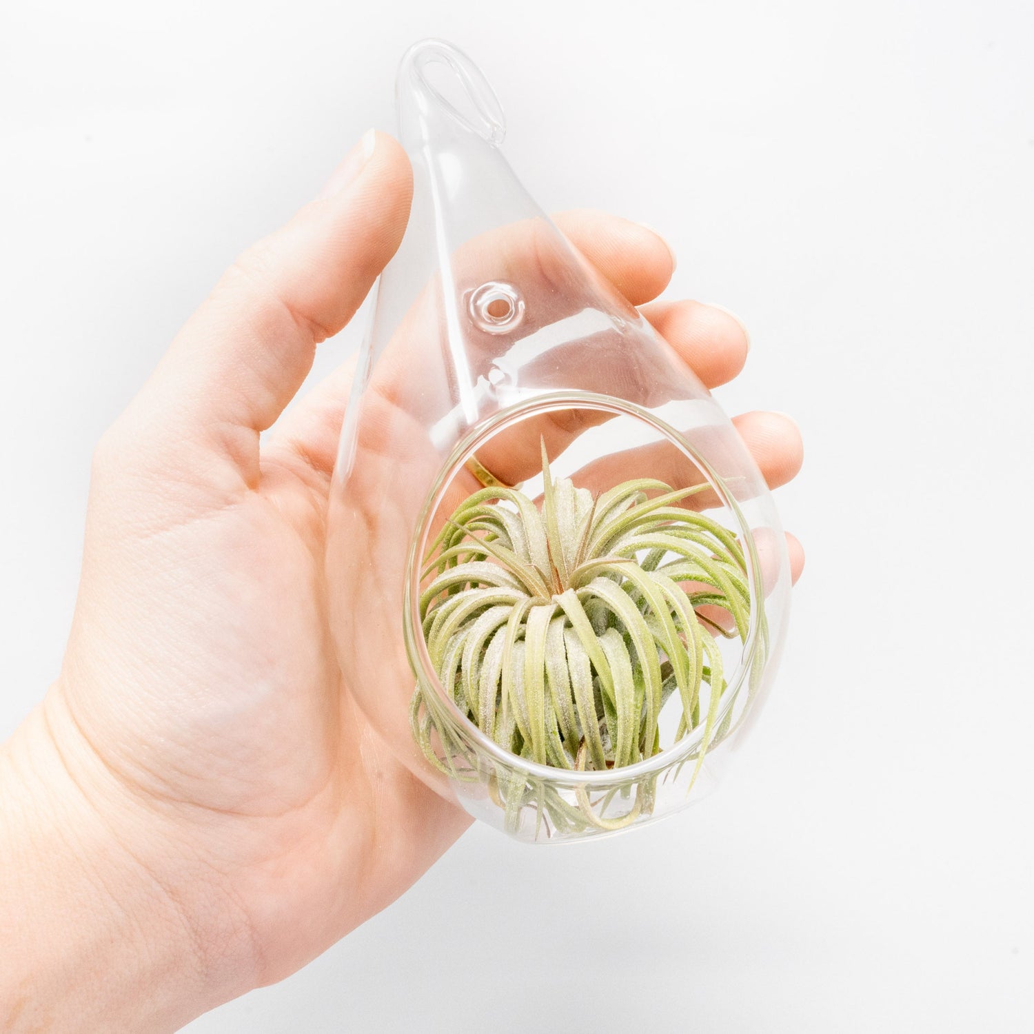SALE - Teardrop Glass Terrariums - Set of 6 or 12 - 40% Off