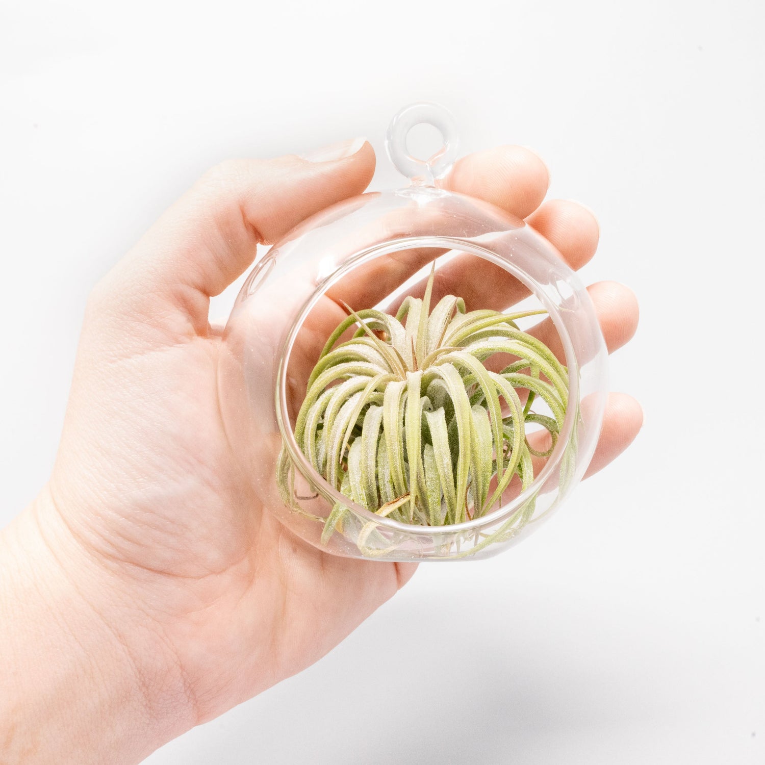Mini Hanging Flat Bottom Glass Terrarium