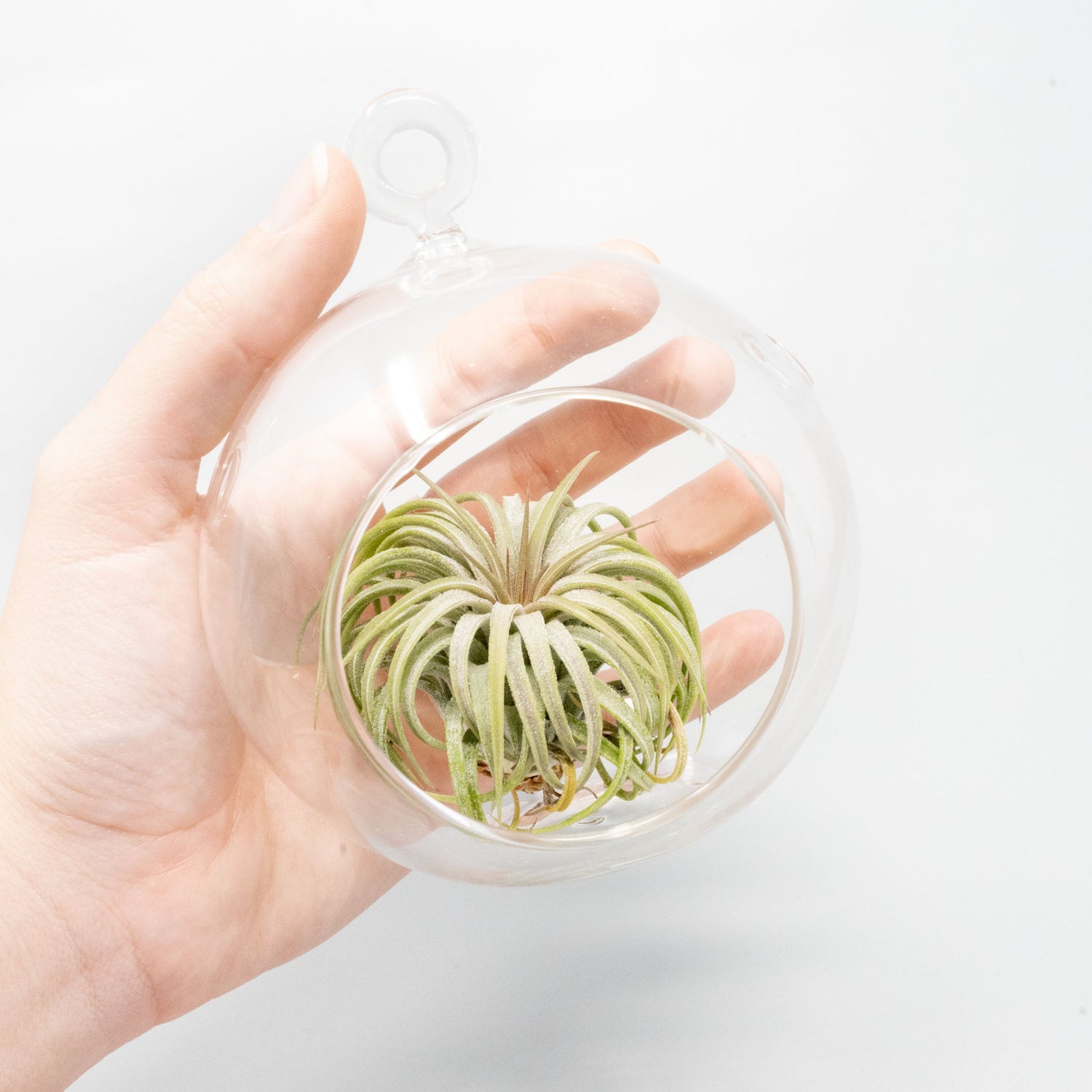 Minimalist Terrarium in a Glass Globe with Flat Bottom - Choose Your Custom Tillandsia Air Plant