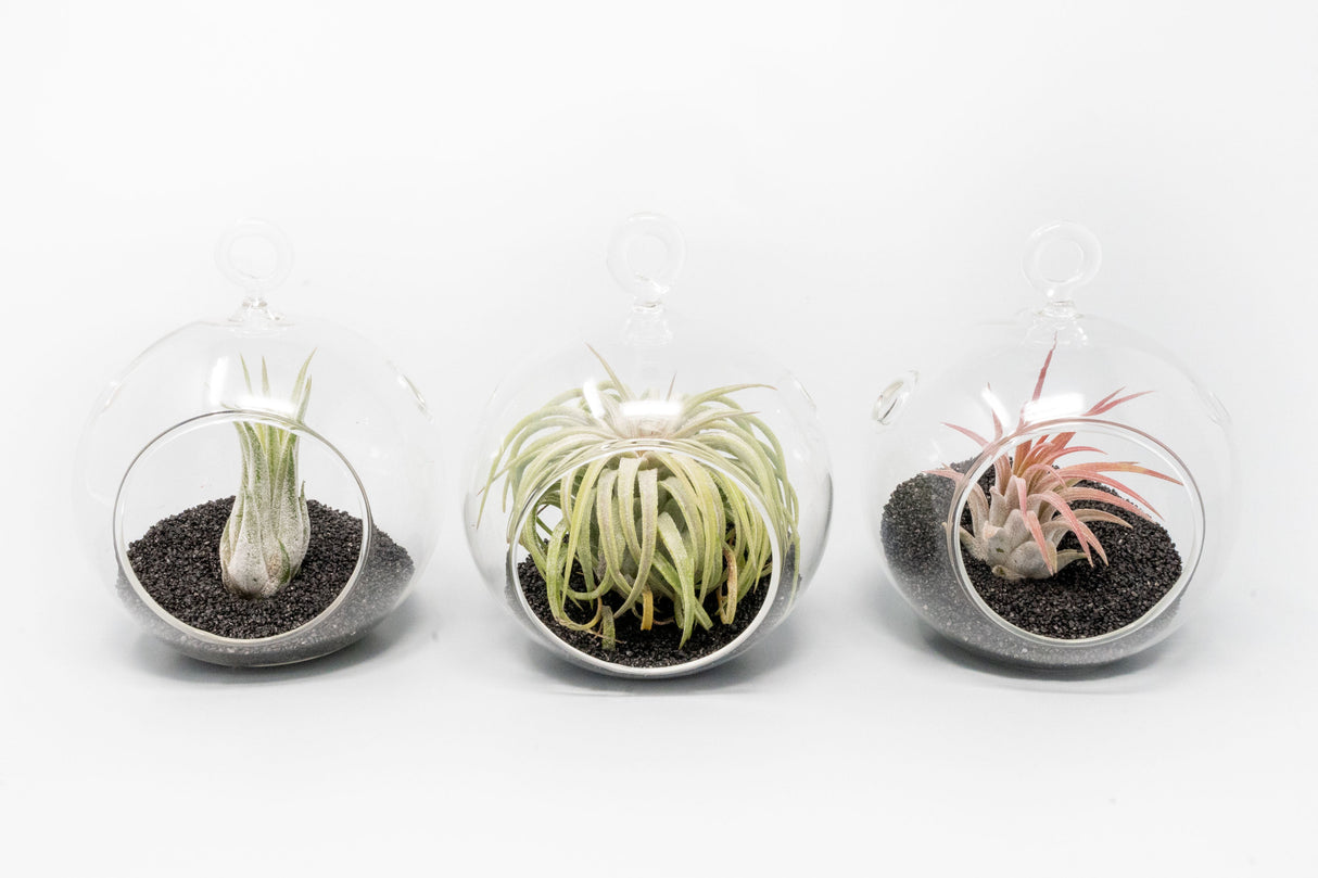Mini Hanging Flat Bottom Beach Terrariums with White or Black Sand