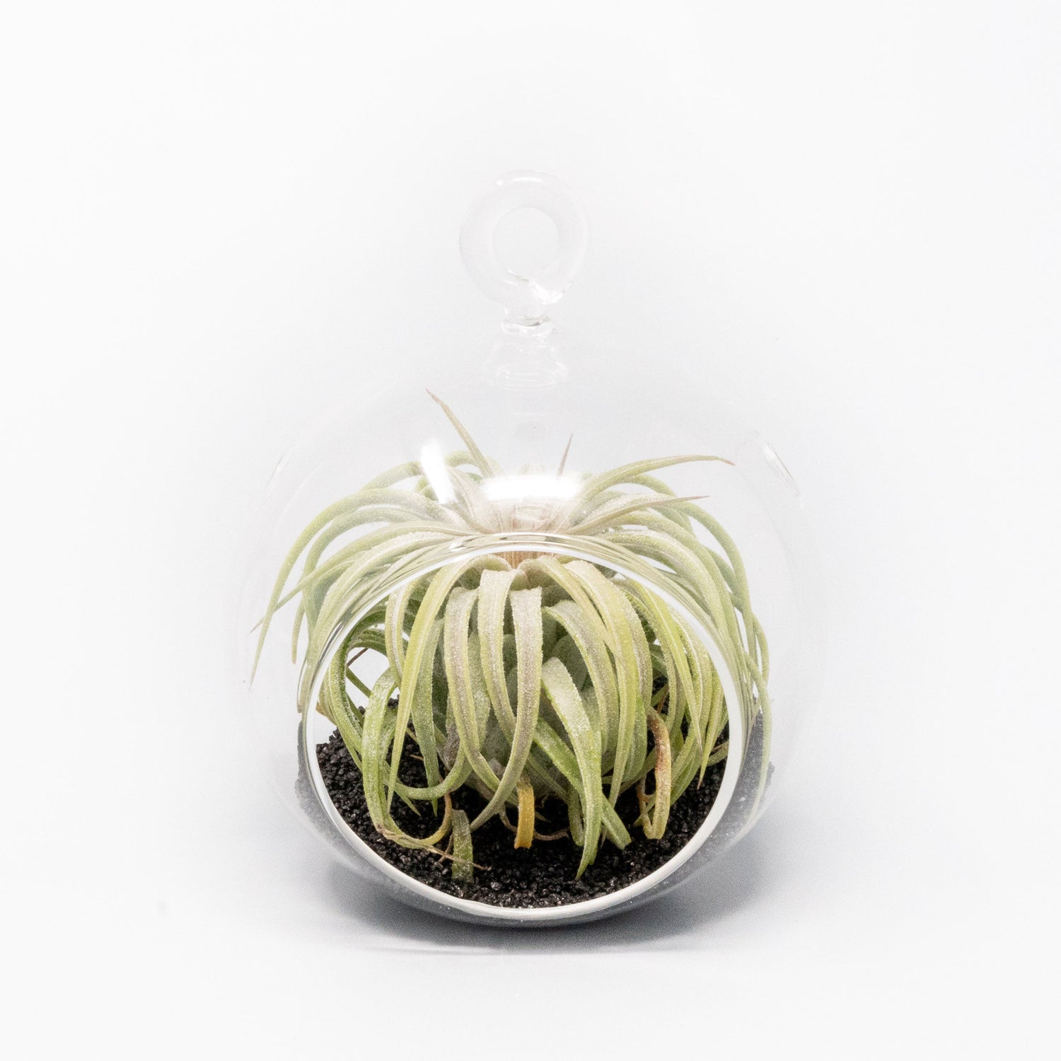 Mini Hanging Flat Bottom Beach Terrariums with White or Black Sand