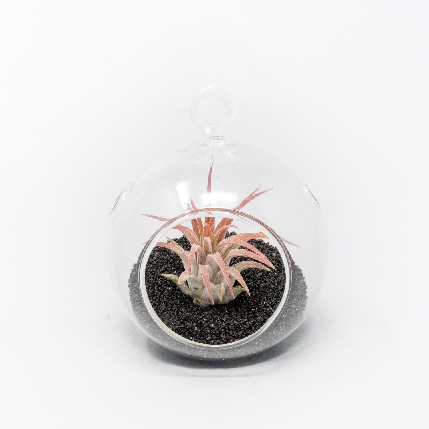 Mini Hanging Flat Bottom Beach Terrariums with White or Black Sand
