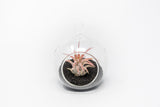 Mini Hanging Flat Bottom Beach Terrariums with White or Black Sand