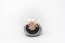 Mini Hanging Flat Bottom Beach Terrariums with White or Black Sand
