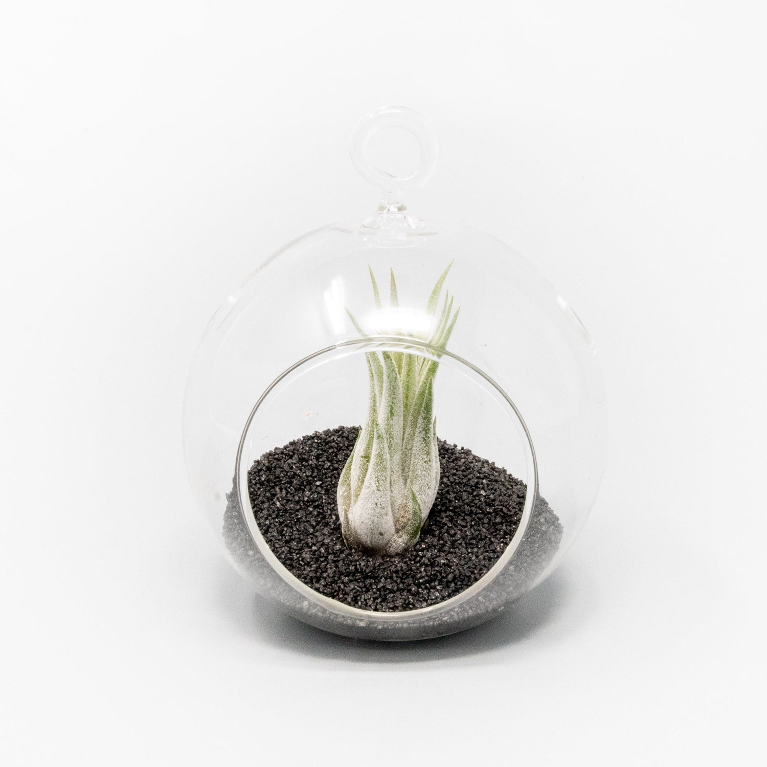 Mini Hanging Flat Bottom Beach Terrariums with White or Black Sand