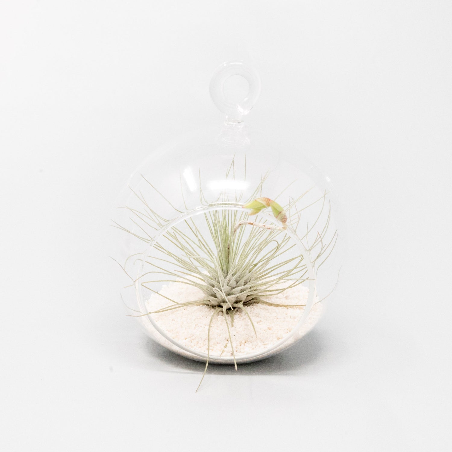 Mini Hanging Flat Bottom Beach Terrariums with White or Black Sand
