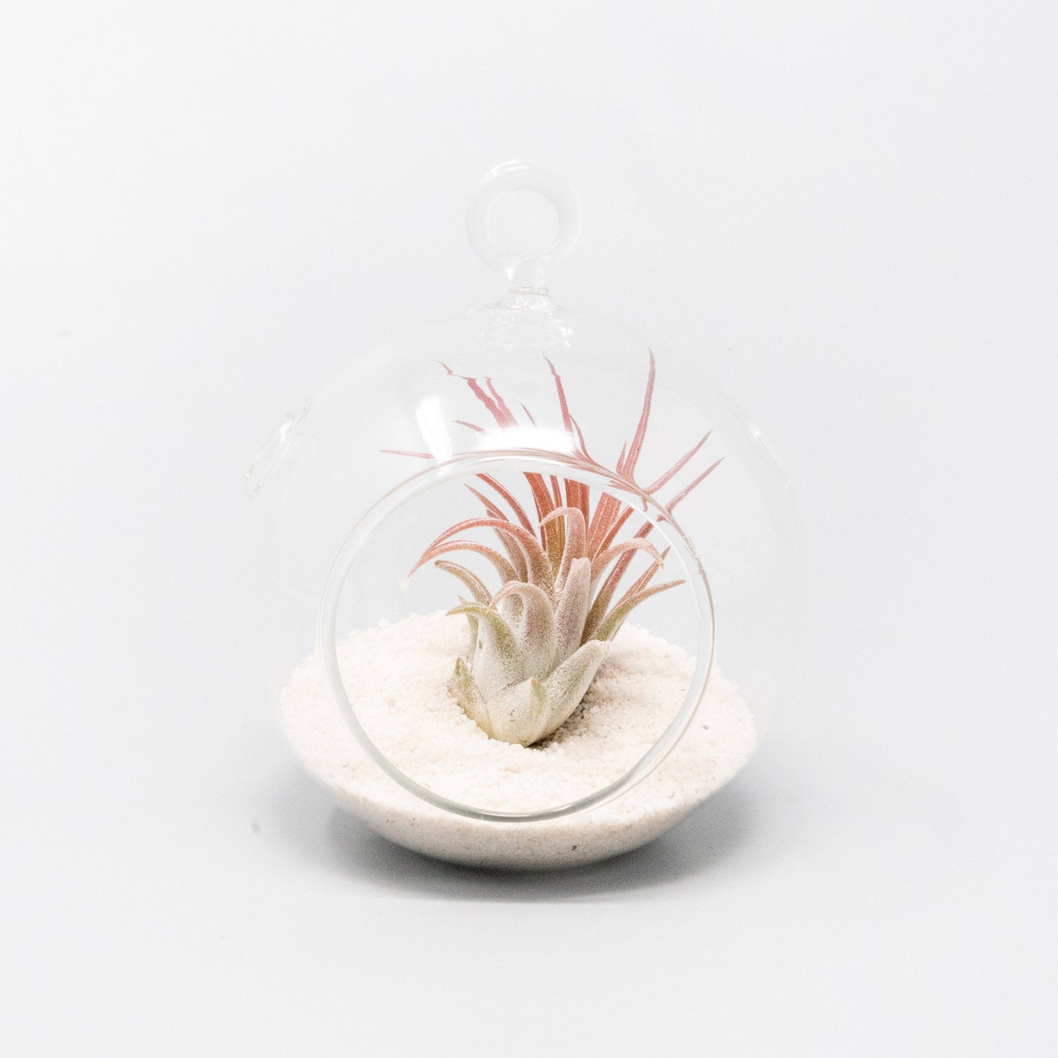 Mini Hanging Flat Bottom Beach Terrariums with White or Black Sand