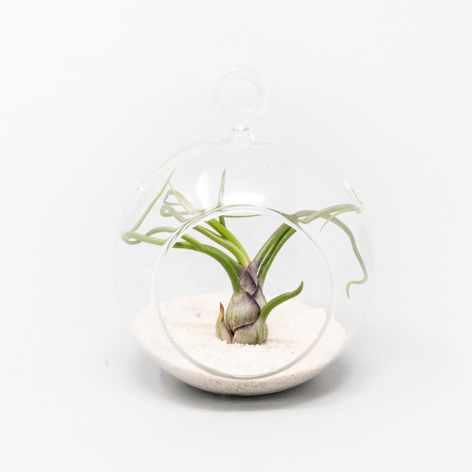 Mini Hanging Flat Bottom Beach Terrariums with White or Black Sand