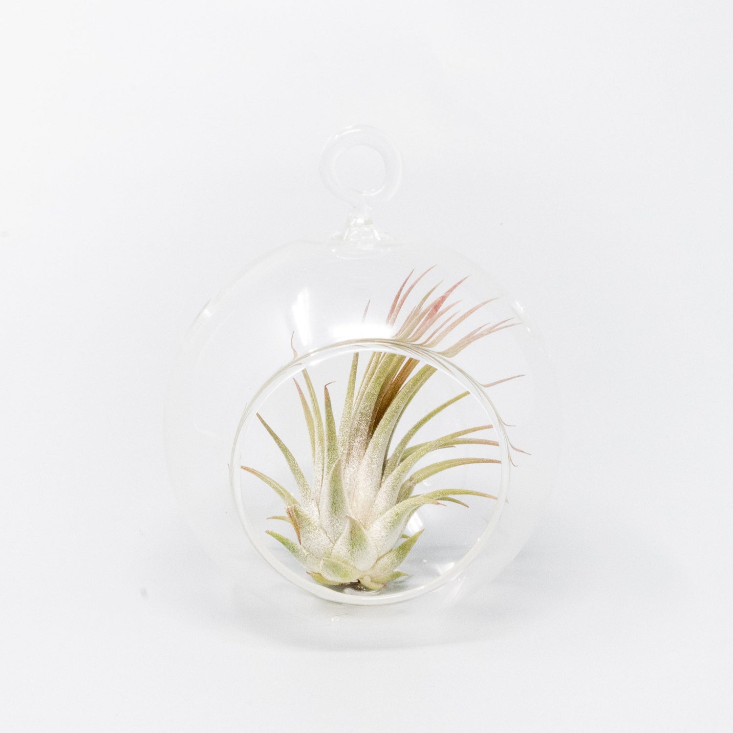 Mini Hanging Flat Bottom Glass Terrariums with Assorted Tillandsia Air Plants