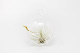Mini Hanging Flat Bottom Glass Terrariums with Assorted Tillandsia Air Plants