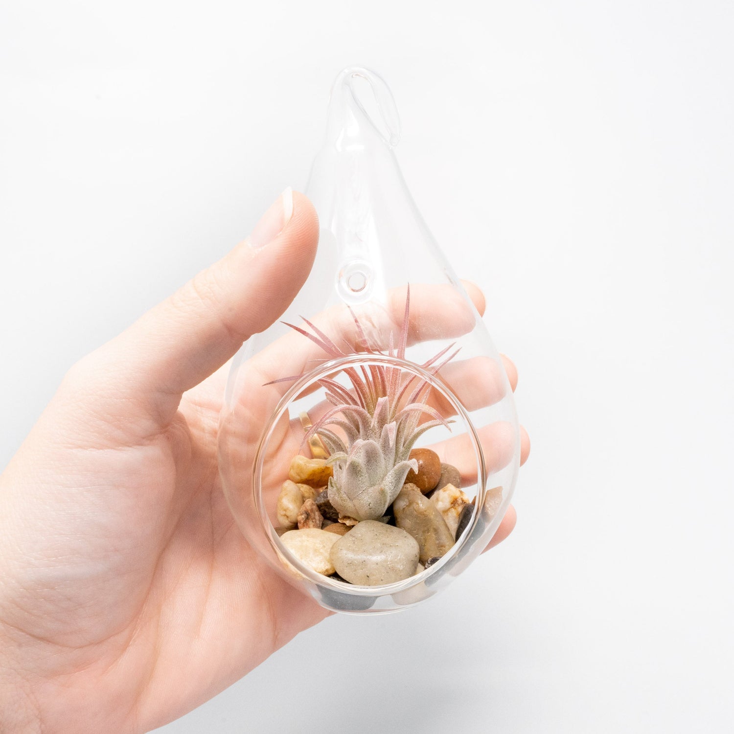 Teardrop Terrarium with Tillandsia Ionantha Guatemala & Riverstones