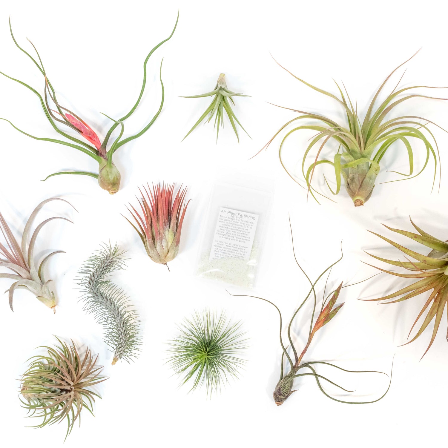 SALE - Premium Tillandsia Air Plant Grab Bag & Fertilizer Packet - Set of 10, 20 or 30 - 40% Off