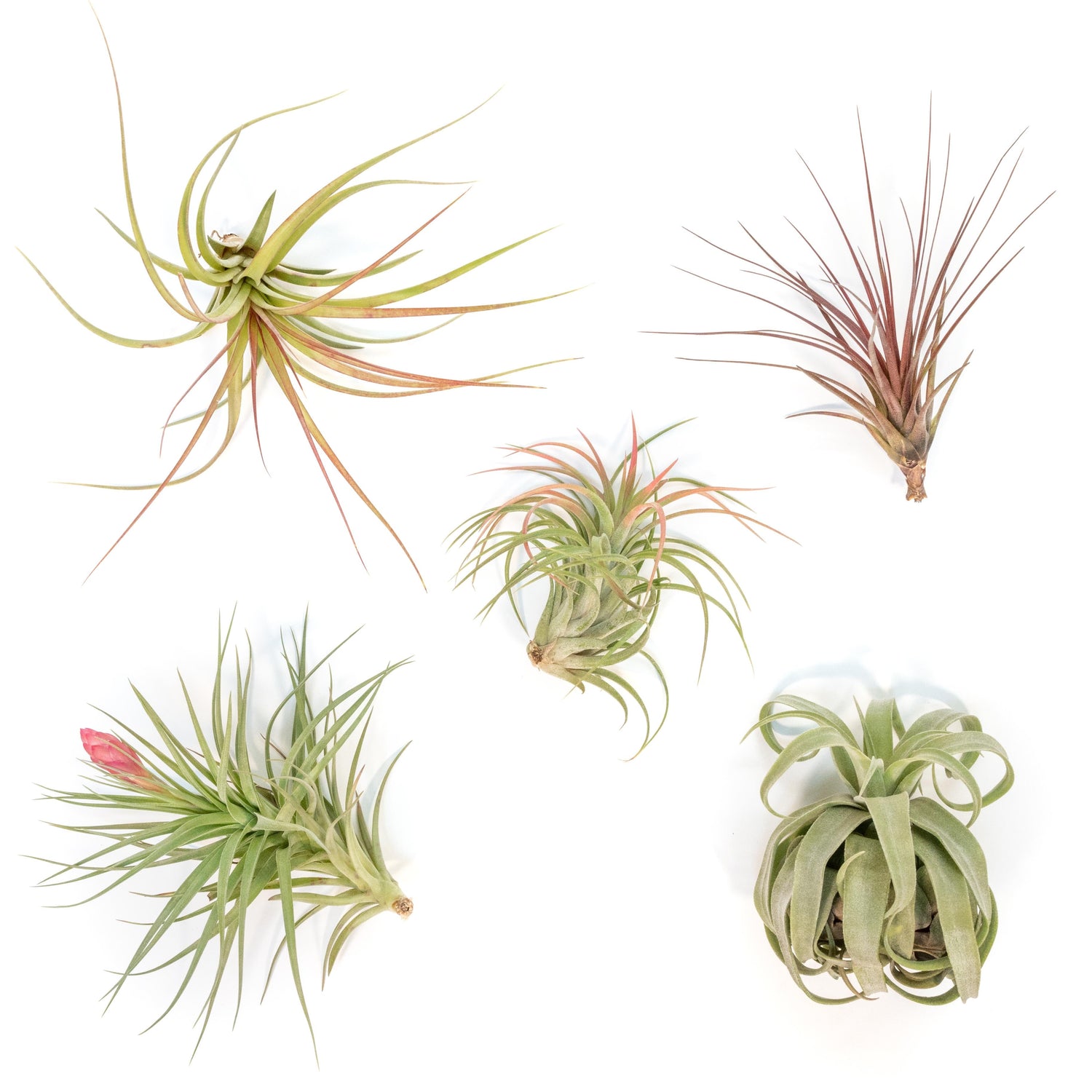 SALE - Collector's Choice Variety of Tillandsia Air Plants - 40% Off