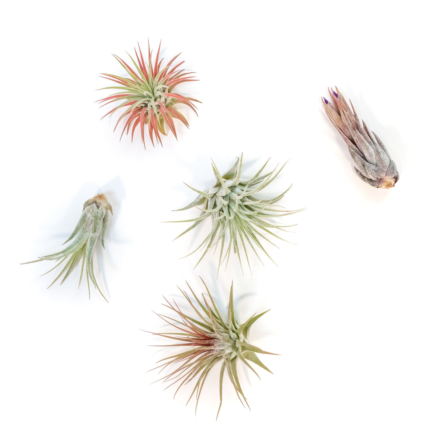 SALE - Mini Tillandsia Ionantha Air Plant Pups -  Sets of 5, 10 or 15  - 40% Off