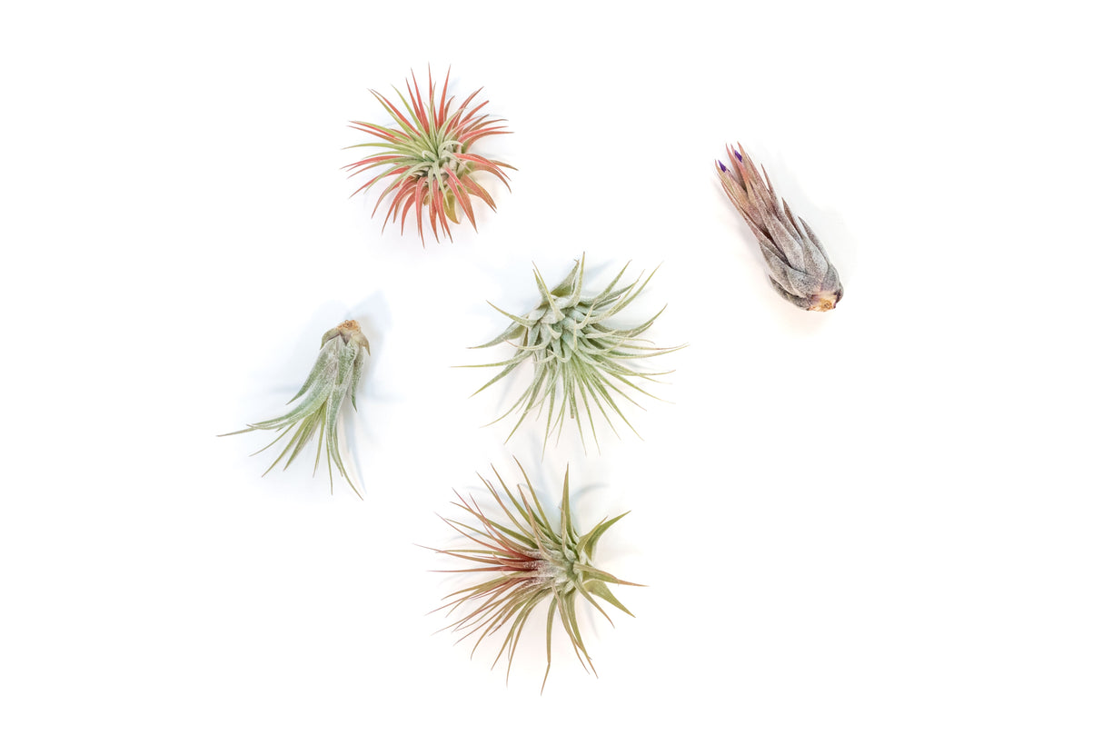 SALE - Mini Tillandsia Ionantha Air Plant Pups -  Sets of 5, 10 or 15  - 40% Off