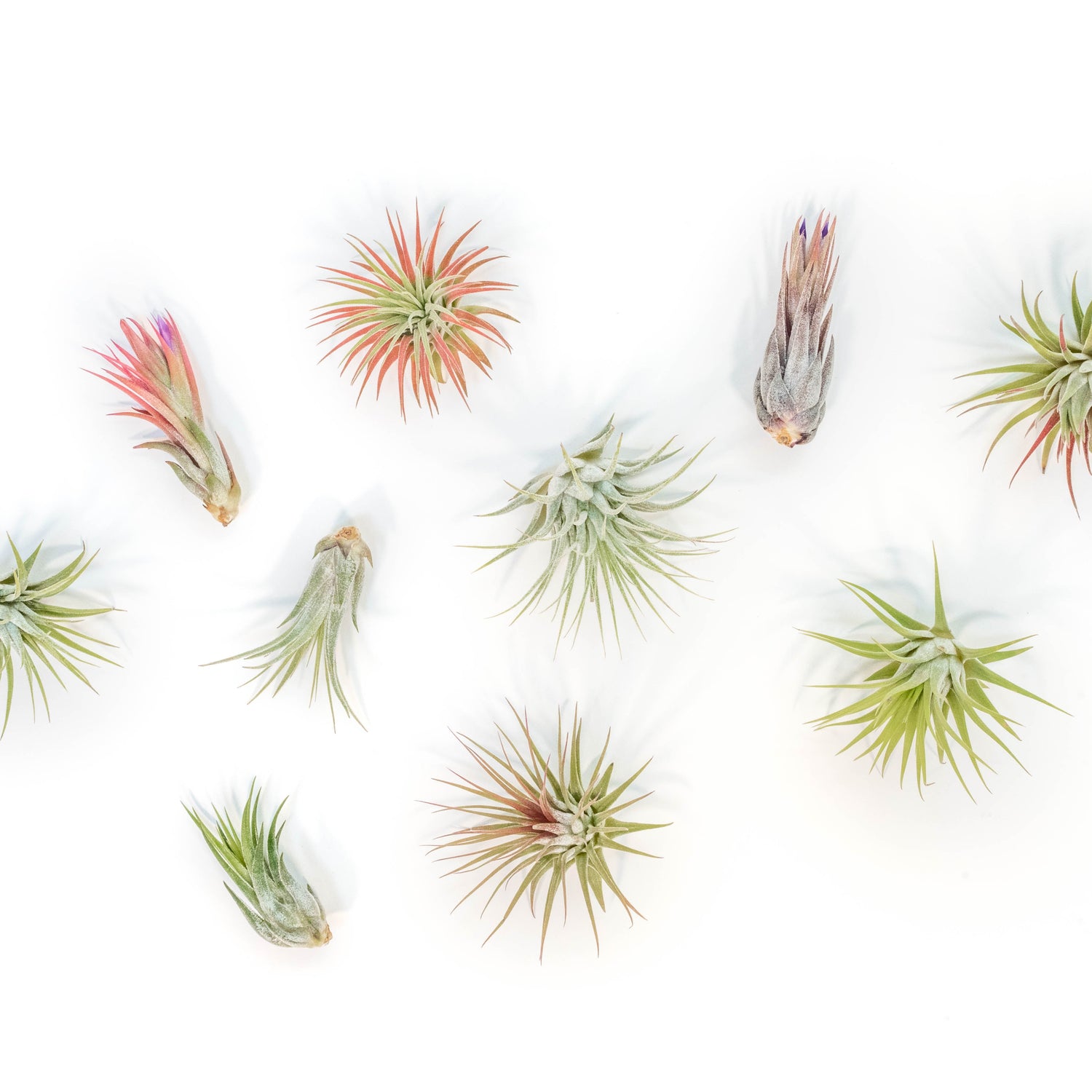 SALE - Mini Tillandsia Ionantha Air Plant Pups -  Sets of 5, 10 or 15  - 40% Off