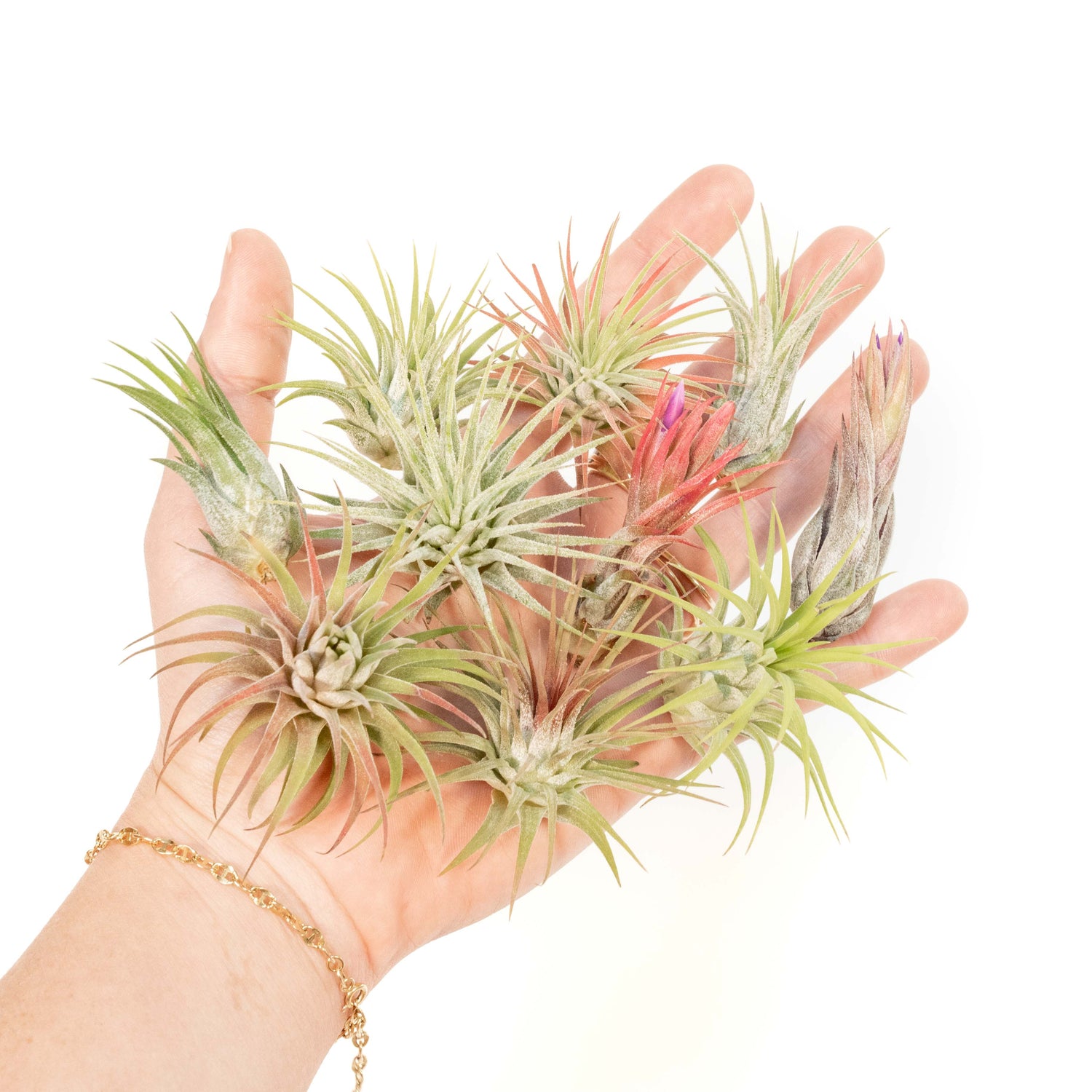 SALE - Mini Tillandsia Ionantha Air Plant Pups -  Sets of 5, 10 or 15  - 40% Off