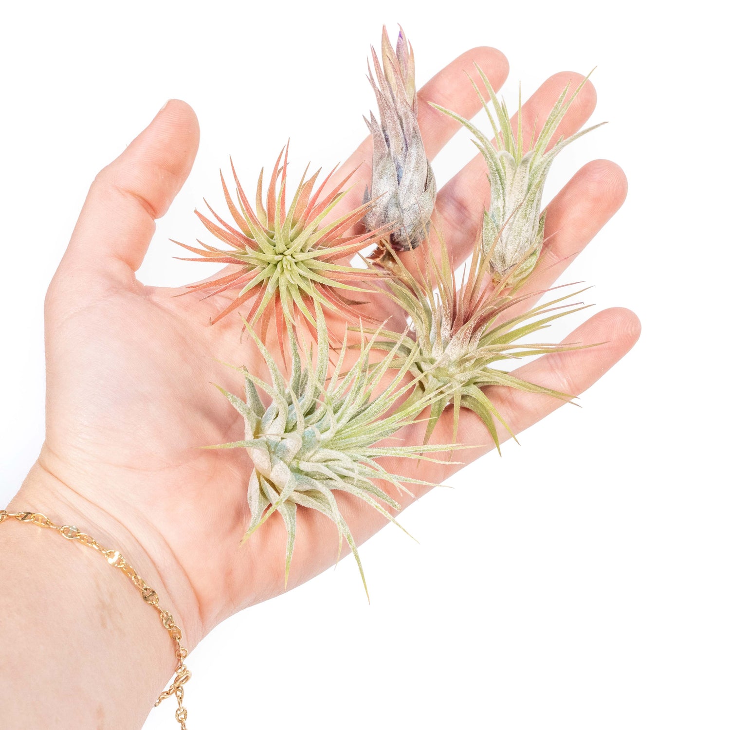 SALE - Mini Tillandsia Ionantha Air Plant Pups -  Sets of 5, 10 or 15  - 40% Off