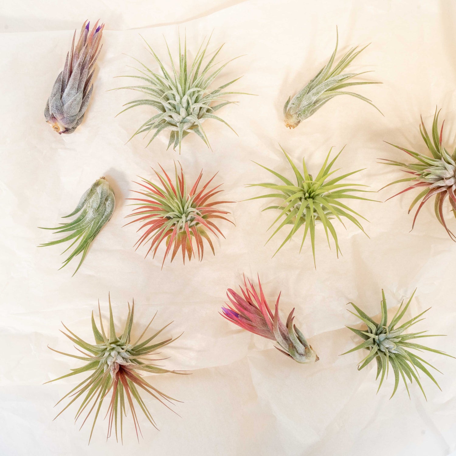 SALE - Mini Tillandsia Ionantha Air Plant Pups -  Sets of 5, 10 or 15  - 40% Off