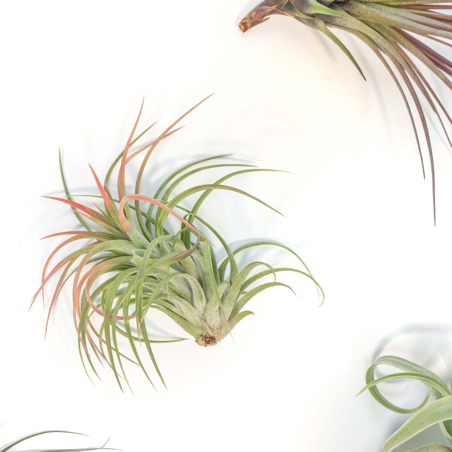 SALE - Collector's Choice Variety of Tillandsia Air Plants - 40% Off