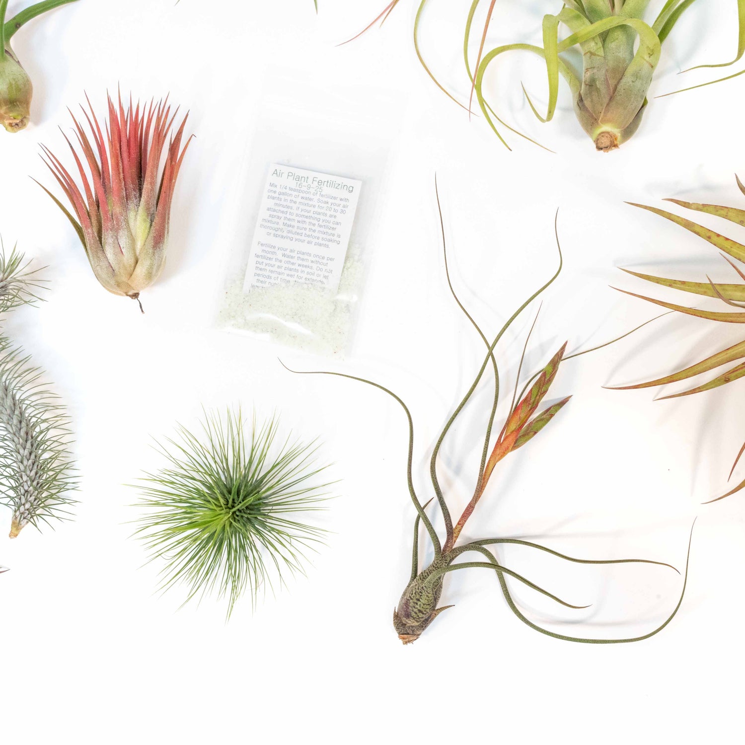 SALE - Premium Tillandsia Air Plant Grab Bag & Fertilizer Packet - Set of 10, 20 or 30 - 40% Off