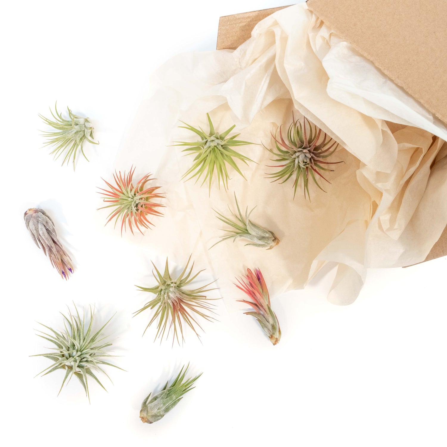 SALE - Mini Tillandsia Ionantha Air Plant Pups -  Sets of 5, 10 or 15  - 40% Off