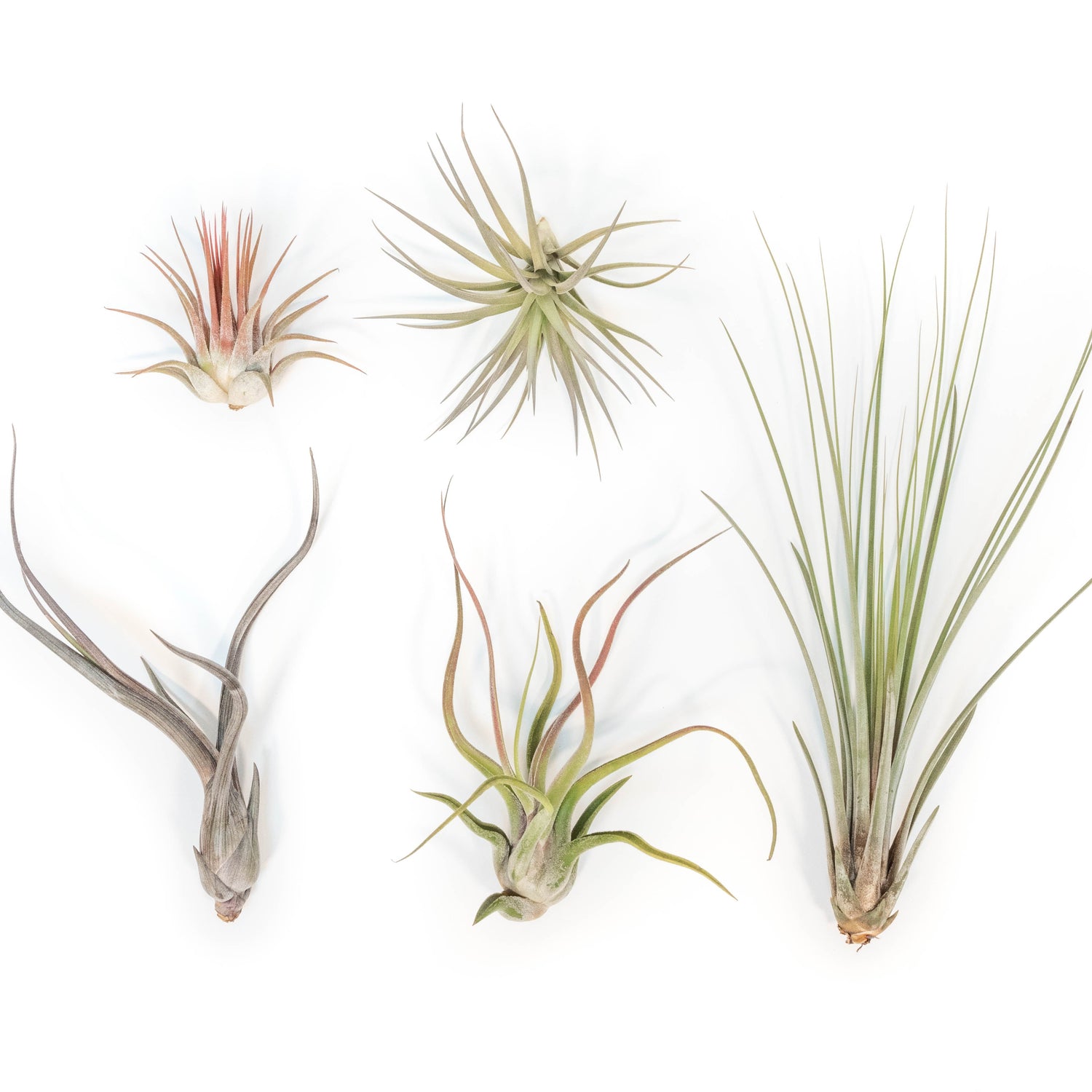 SALE - The Yucatan Collection of Tillandsia Air Plants - Set of 10 or 20 - 50% Off