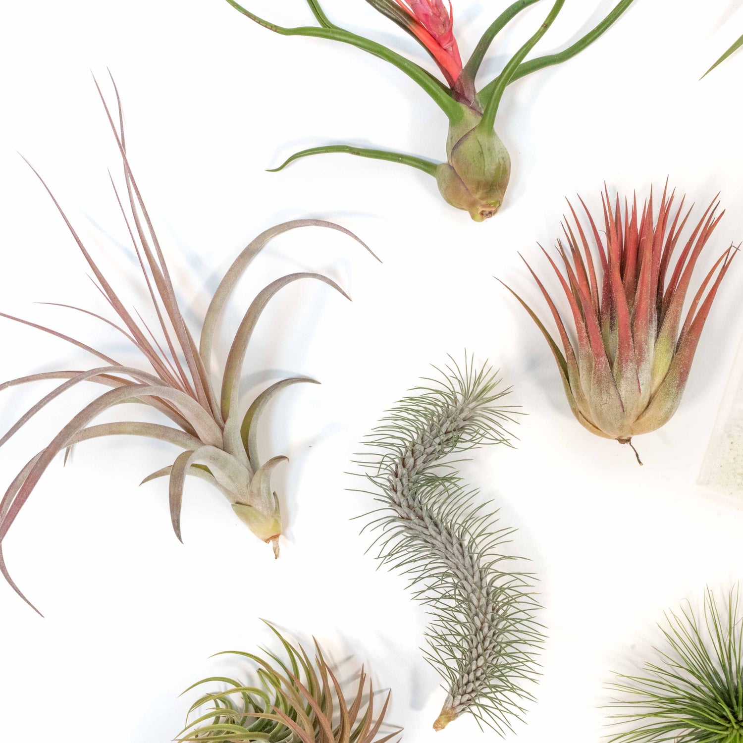 SALE - Premium Tillandsia Air Plant Grab Bag & Fertilizer Packet - Set of 10, 20 or 30 - 40% Off