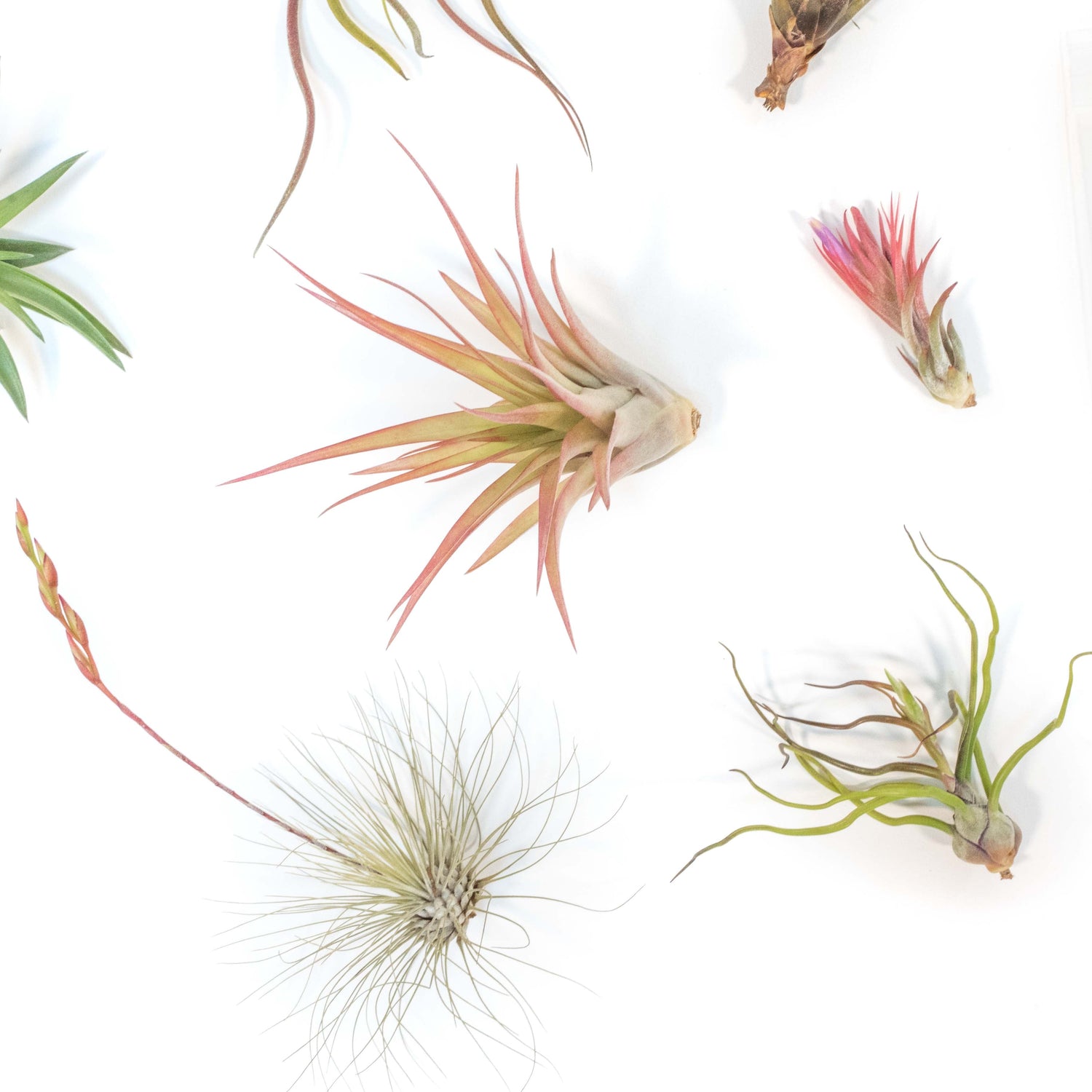 Tillandsia Air Plant Grab Bag of 10 Small & Medium Plants, Fertilizer & Air Plant Mister