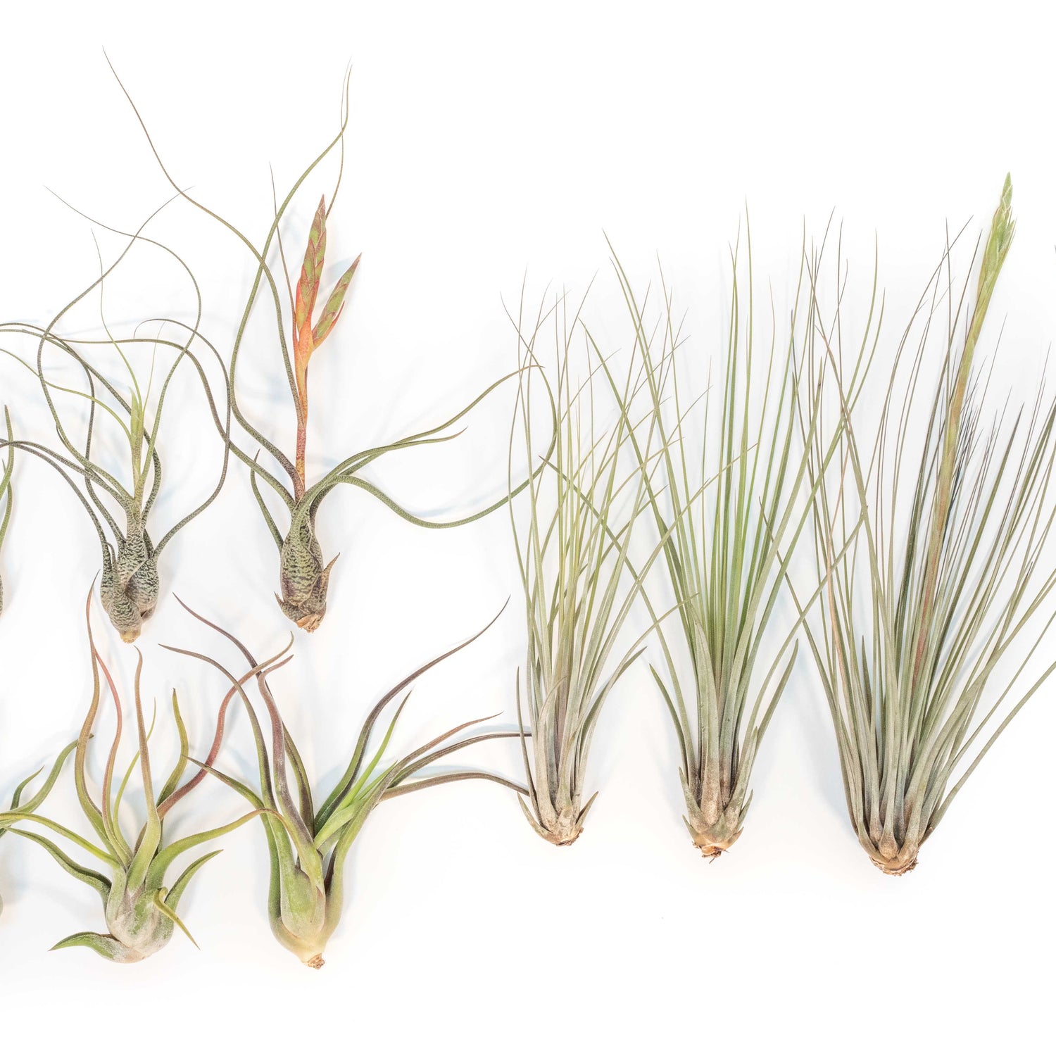 SALE - Long & Lovely Collection of Tillandsia Air Plants - Set of 9 or 18 - 50% Off