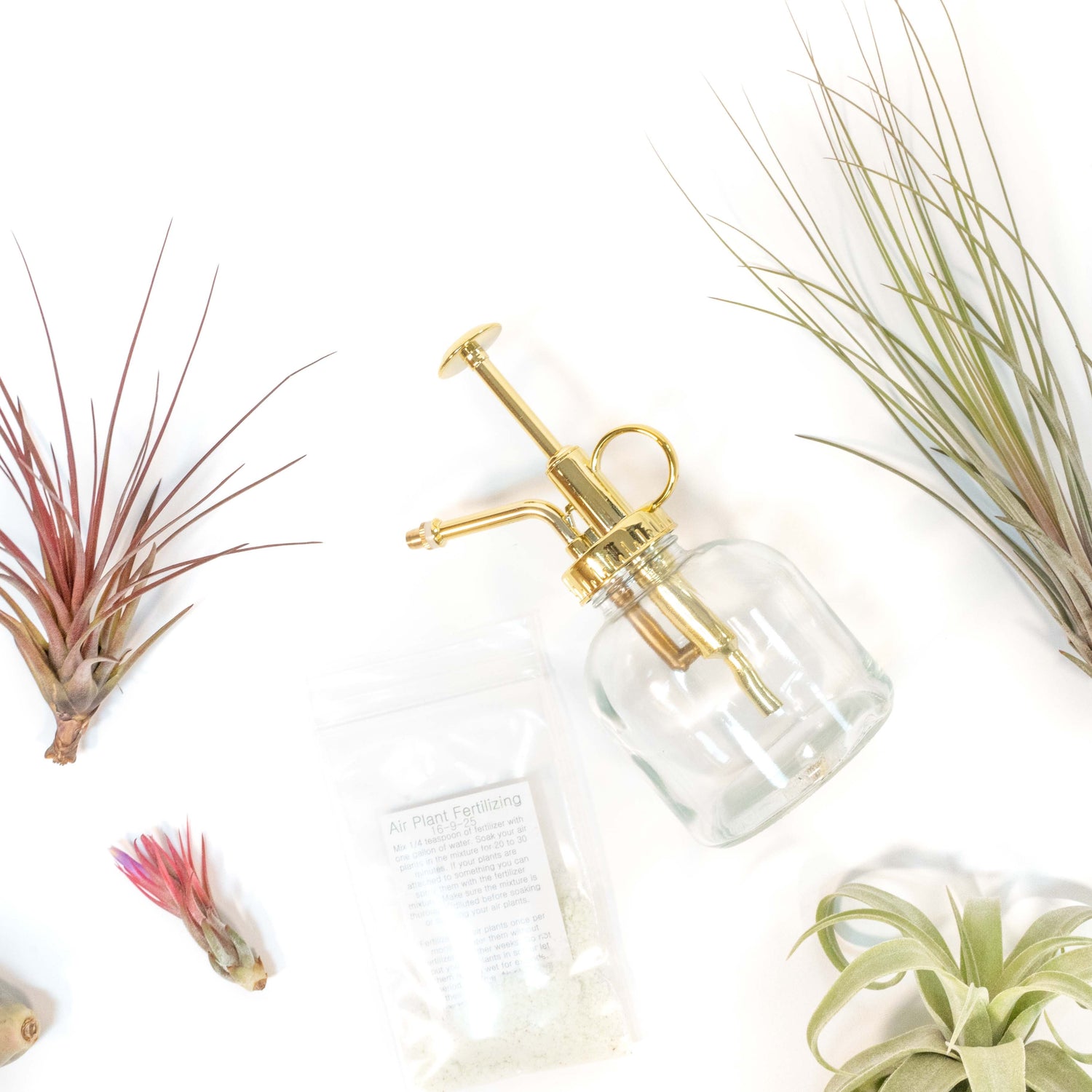 Tillandsia Air Plant Grab Bag of 10 Small & Medium Plants, Fertilizer & Air Plant Mister