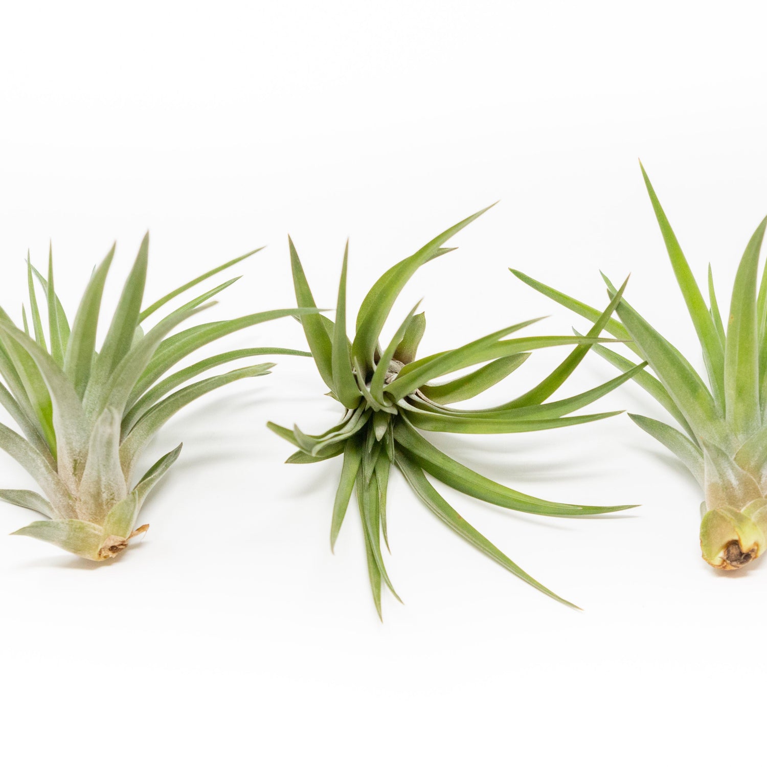 Tillandsia Velutina Air Plants