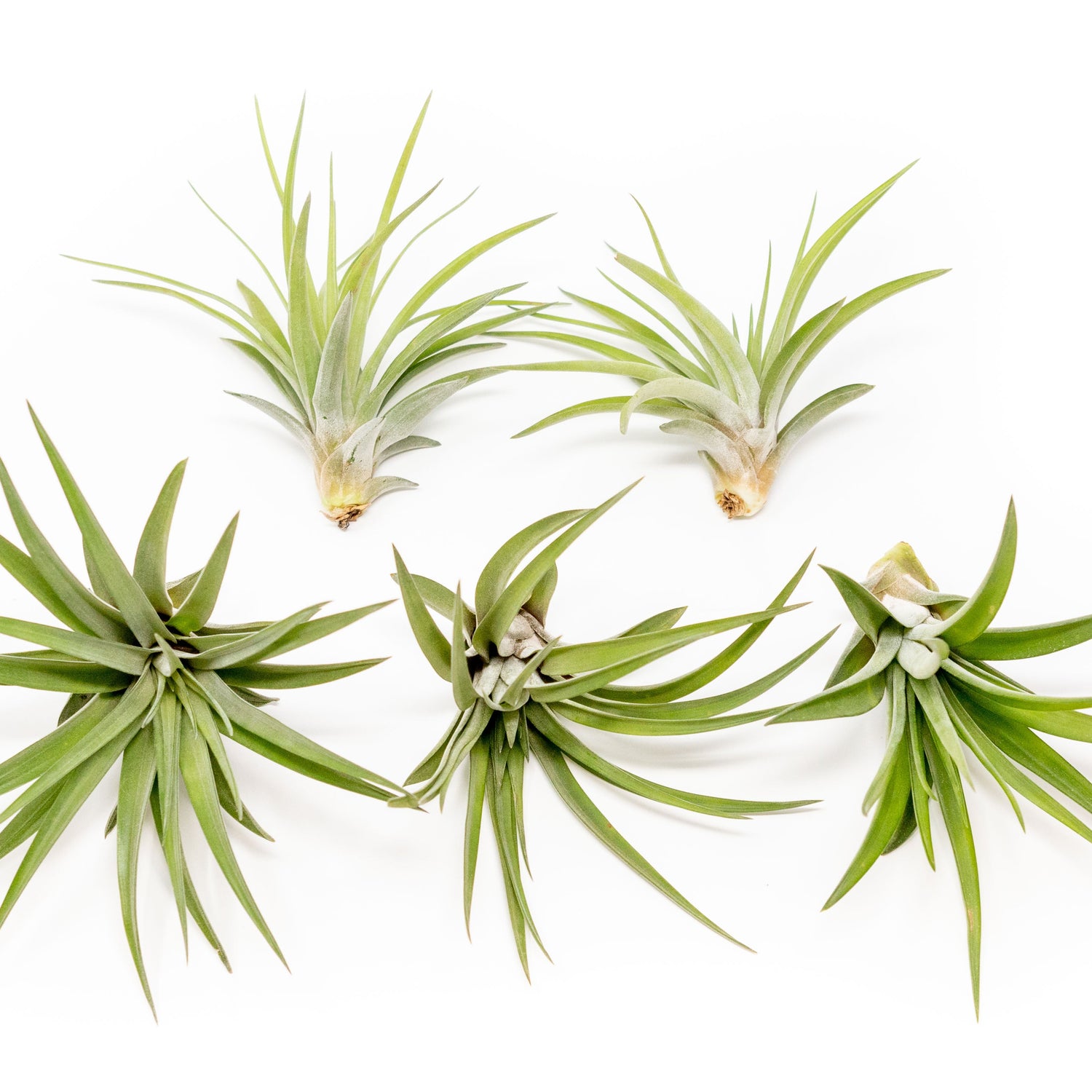 Tillandsia Velutina Air Plants