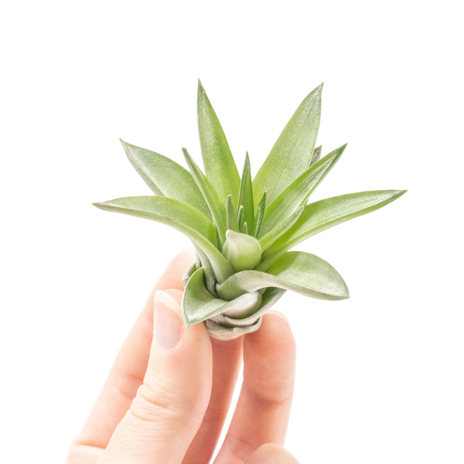 Tillandsia Velutina Air Plants