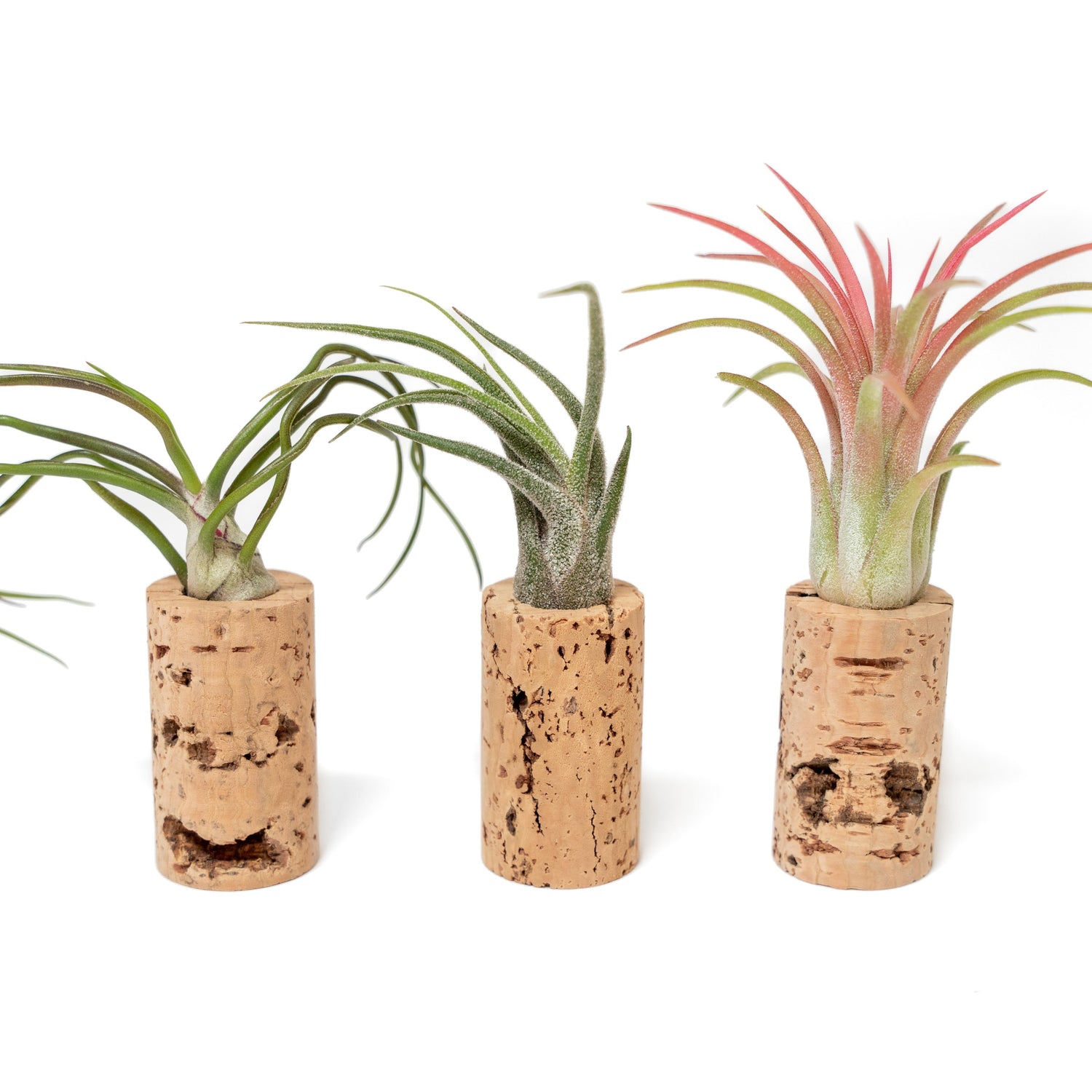 Magnetic Wine Corks with Assorted Tillandsia Air Plants - Set of 3, 6 or 9