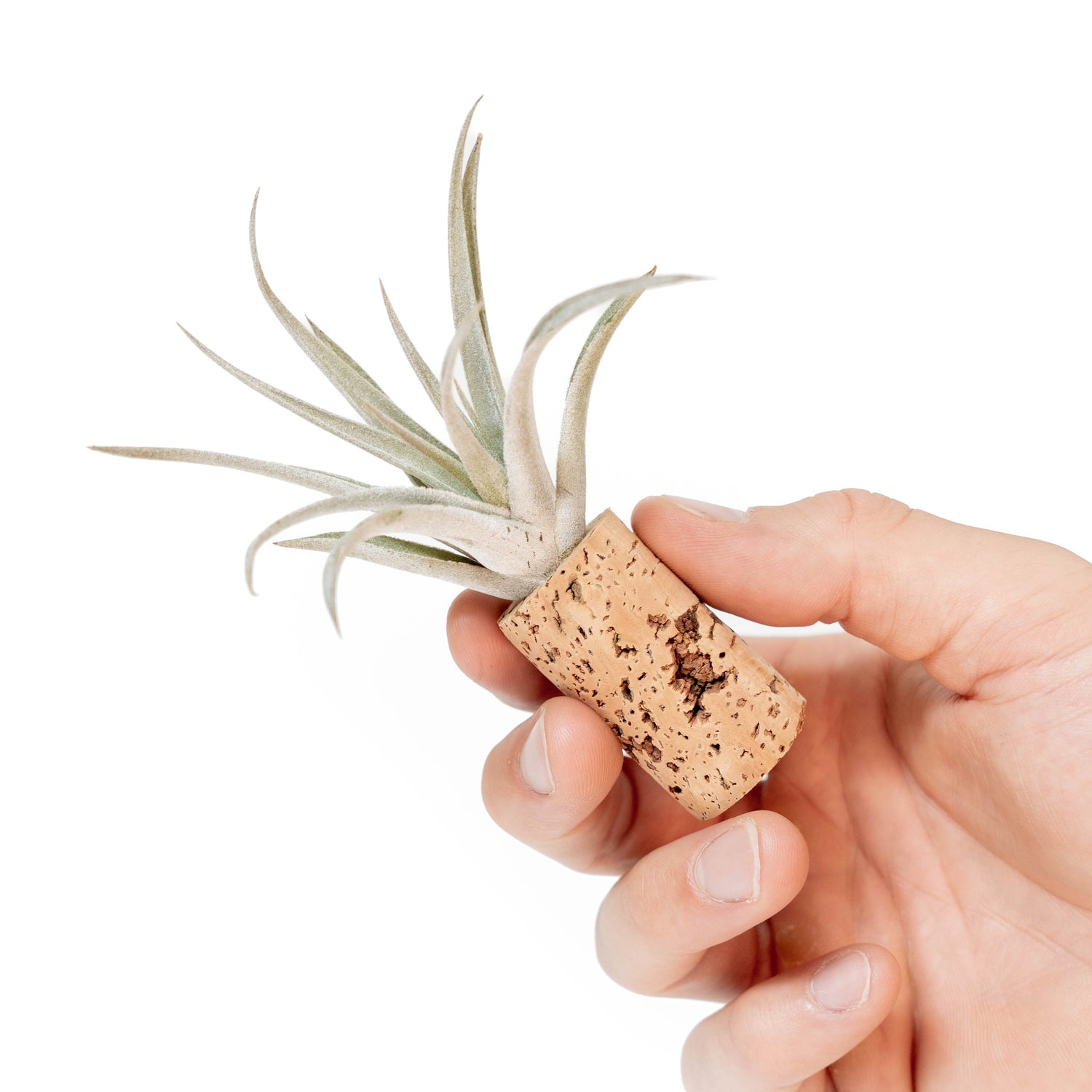 Magnetic Wine Corks with Assorted Tillandsia Air Plants - Set of 1, 3 or 5