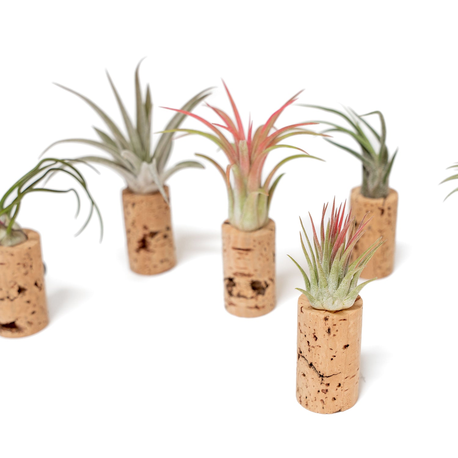 Magnetic Wine Cork with Tillandsia Assorted Air Plant