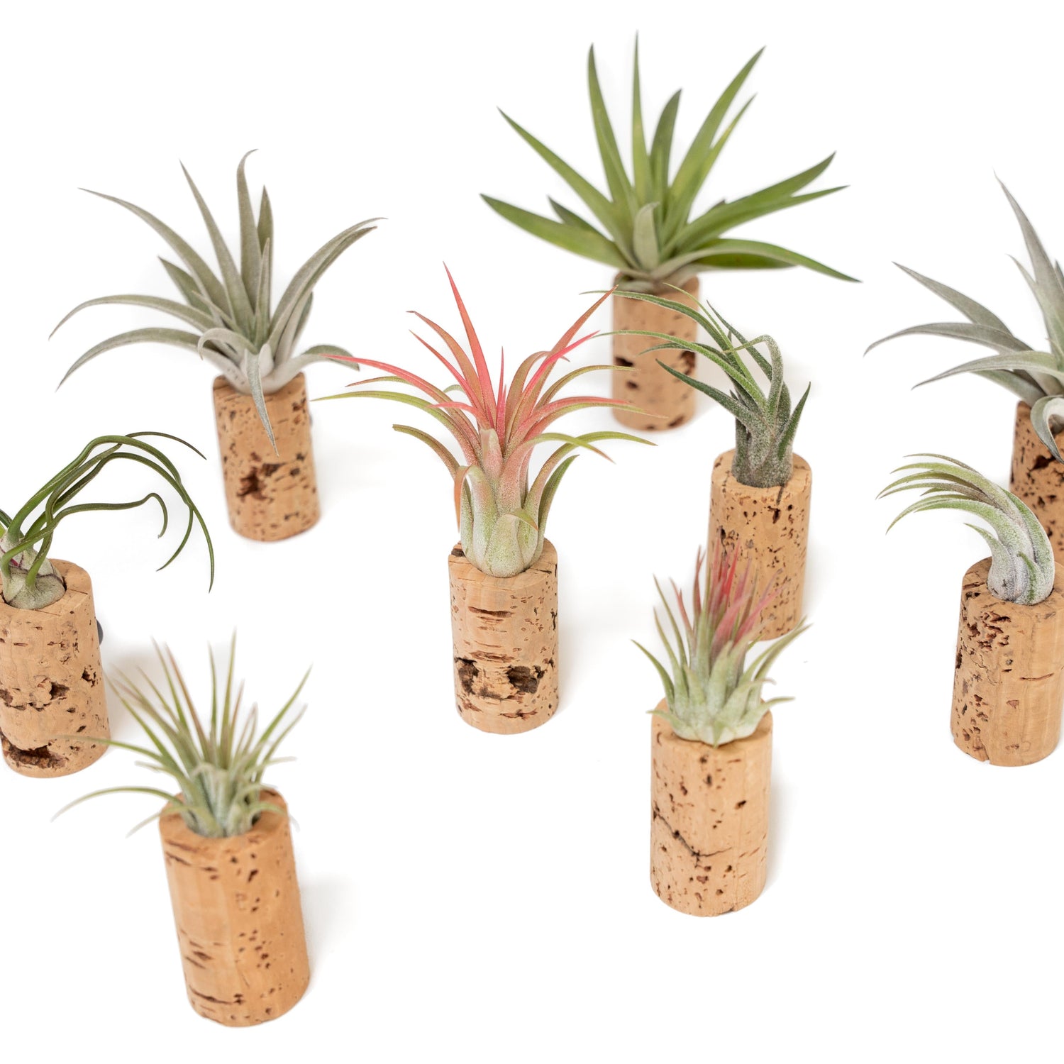 Magnetic Wine Cork with Tillandsia Assorted Air Plant