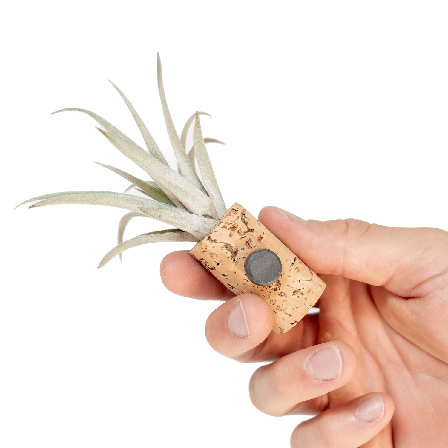 Magnetic Wine Cork with Tillandsia Assorted Air Plant