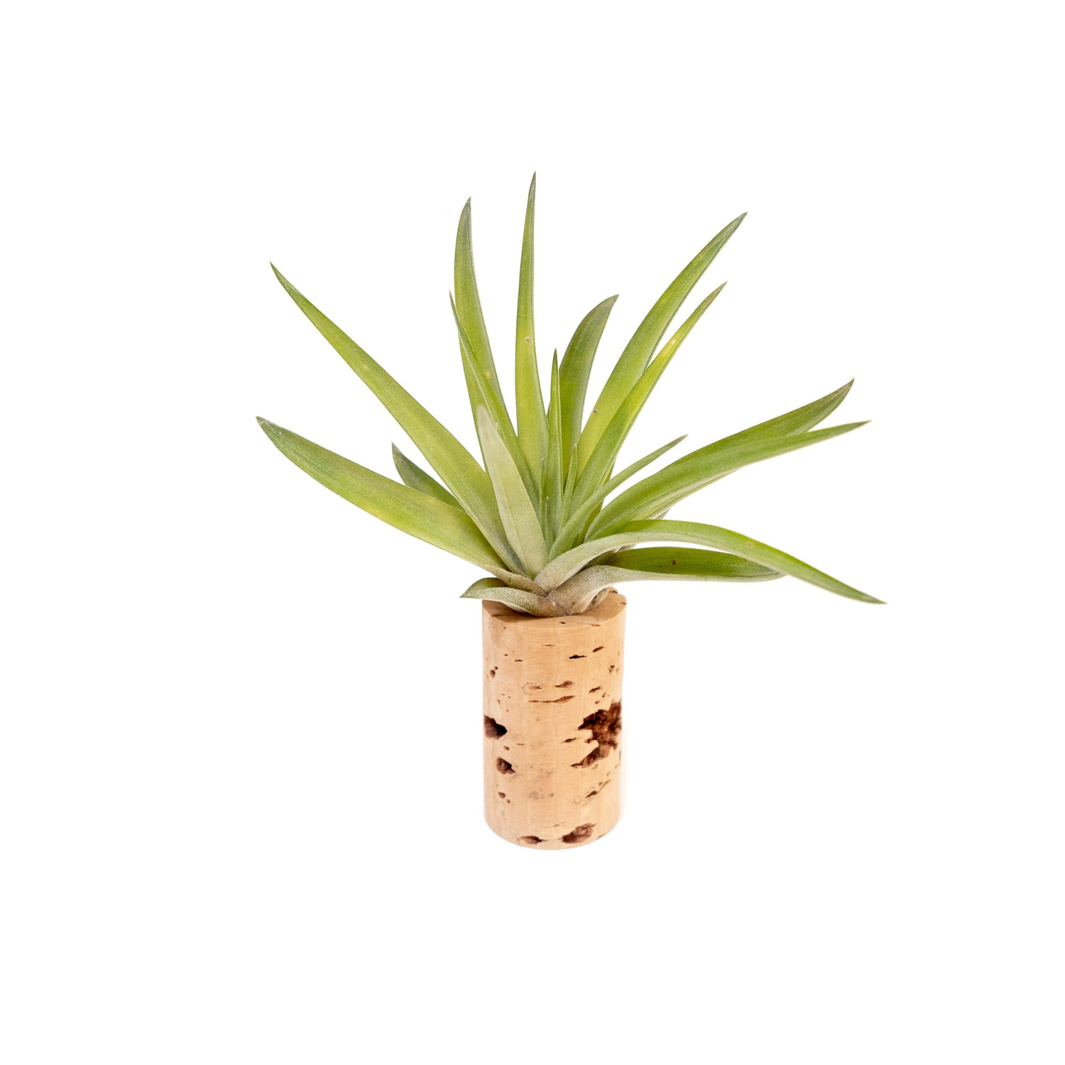 Magnetic Wine Corks with Assorted Tillandsia Air Plants - Set of 1, 3 or 5