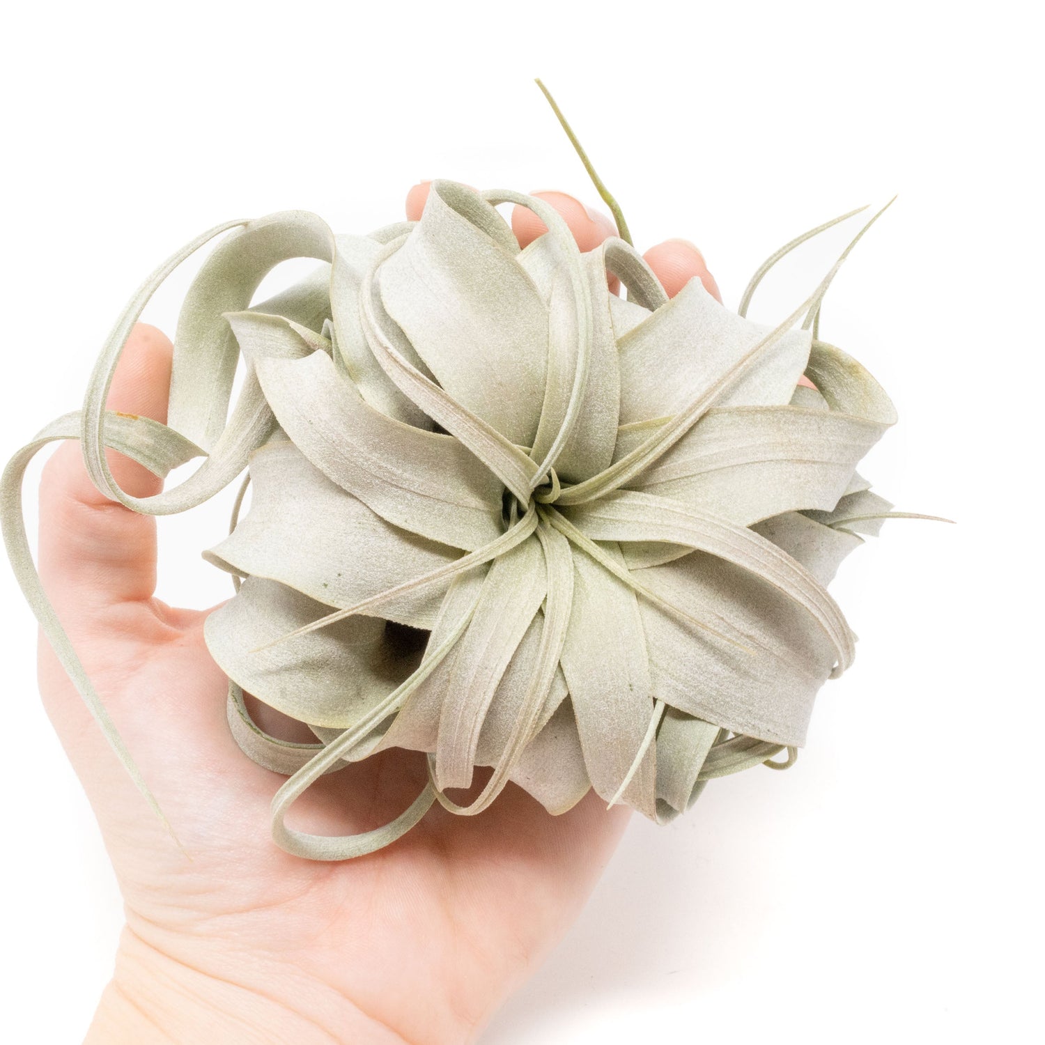 Tillandsia Xerographica Air Plants - Multiple Sizes