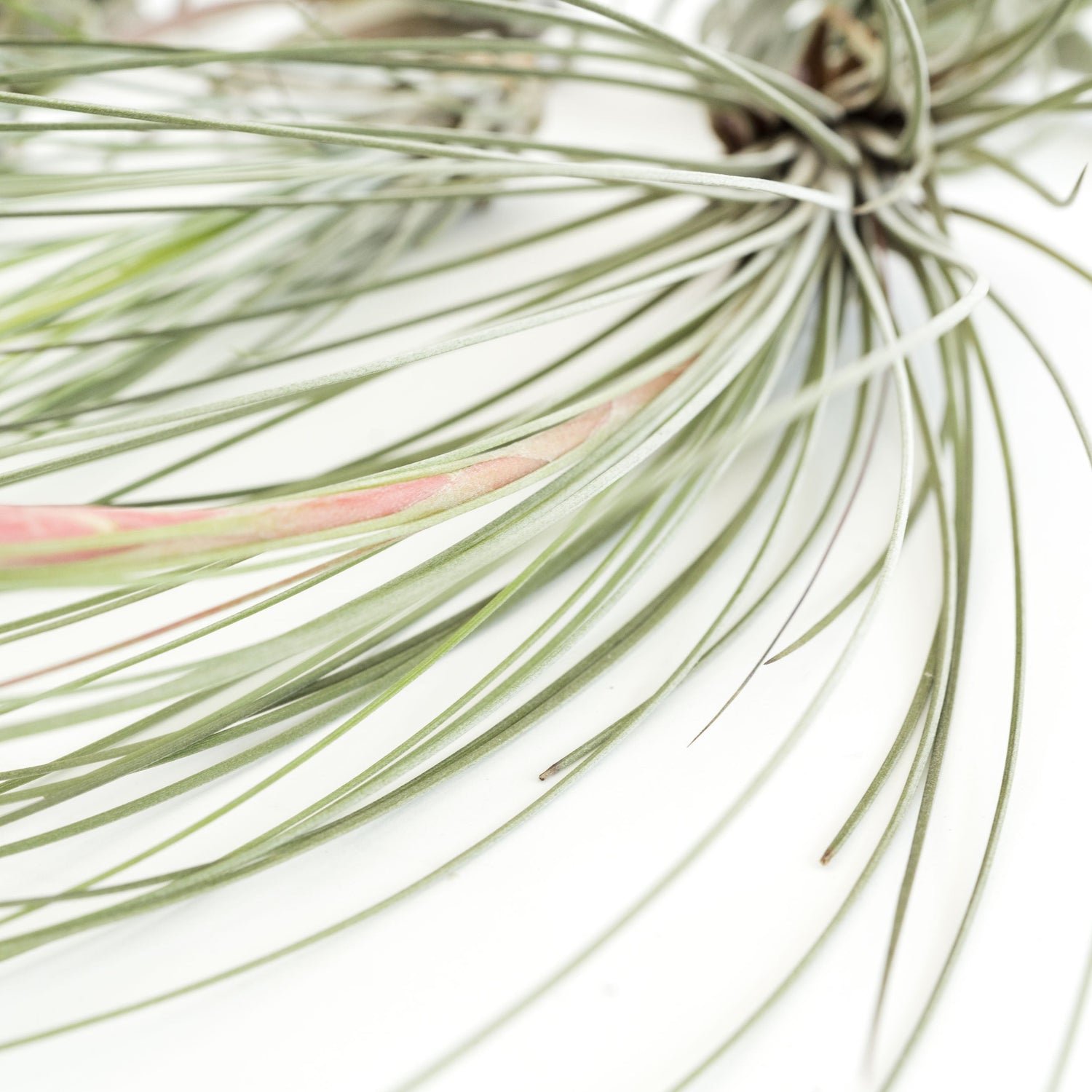 SALE - Special Jumbo Tillandsia Air Plants - Set of 12 - 40% Off