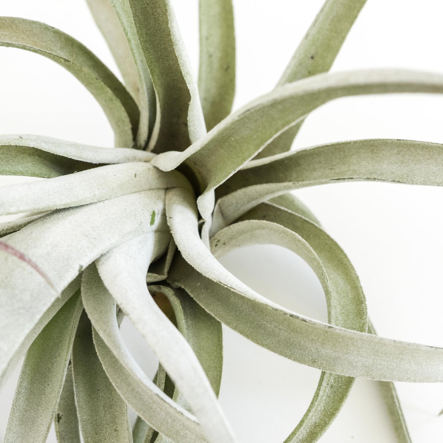 SALE - Special Jumbo Tillandsia Air Plants - Set of 12 - 40% Off