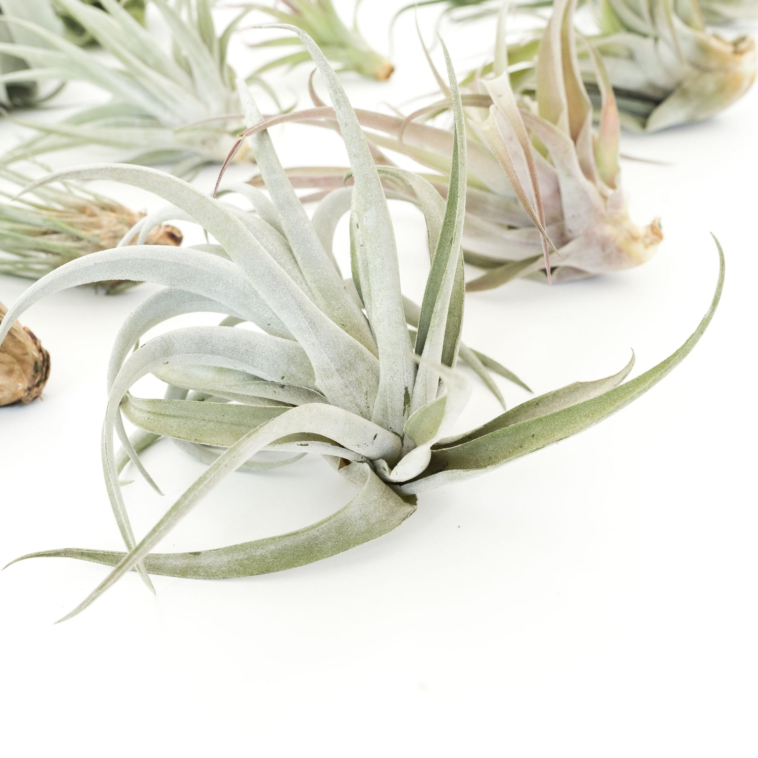 SALE - Special Jumbo Tillandsia Air Plants - Set of 12 - 40% Off