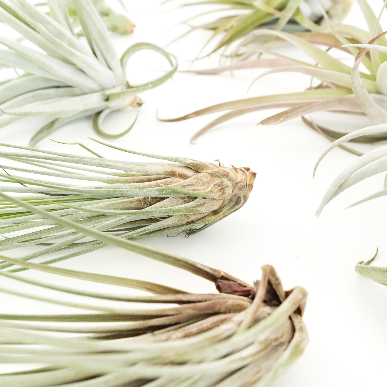 SALE - Special Jumbo Tillandsia Air Plants - Set of 12 - 40% Off