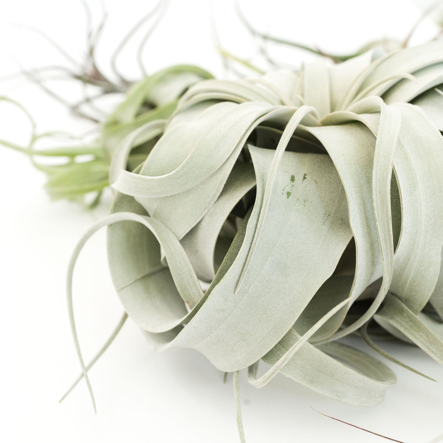 SALE - Special Jumbo Tillandsia Air Plants - Set of 12 - 40% Off